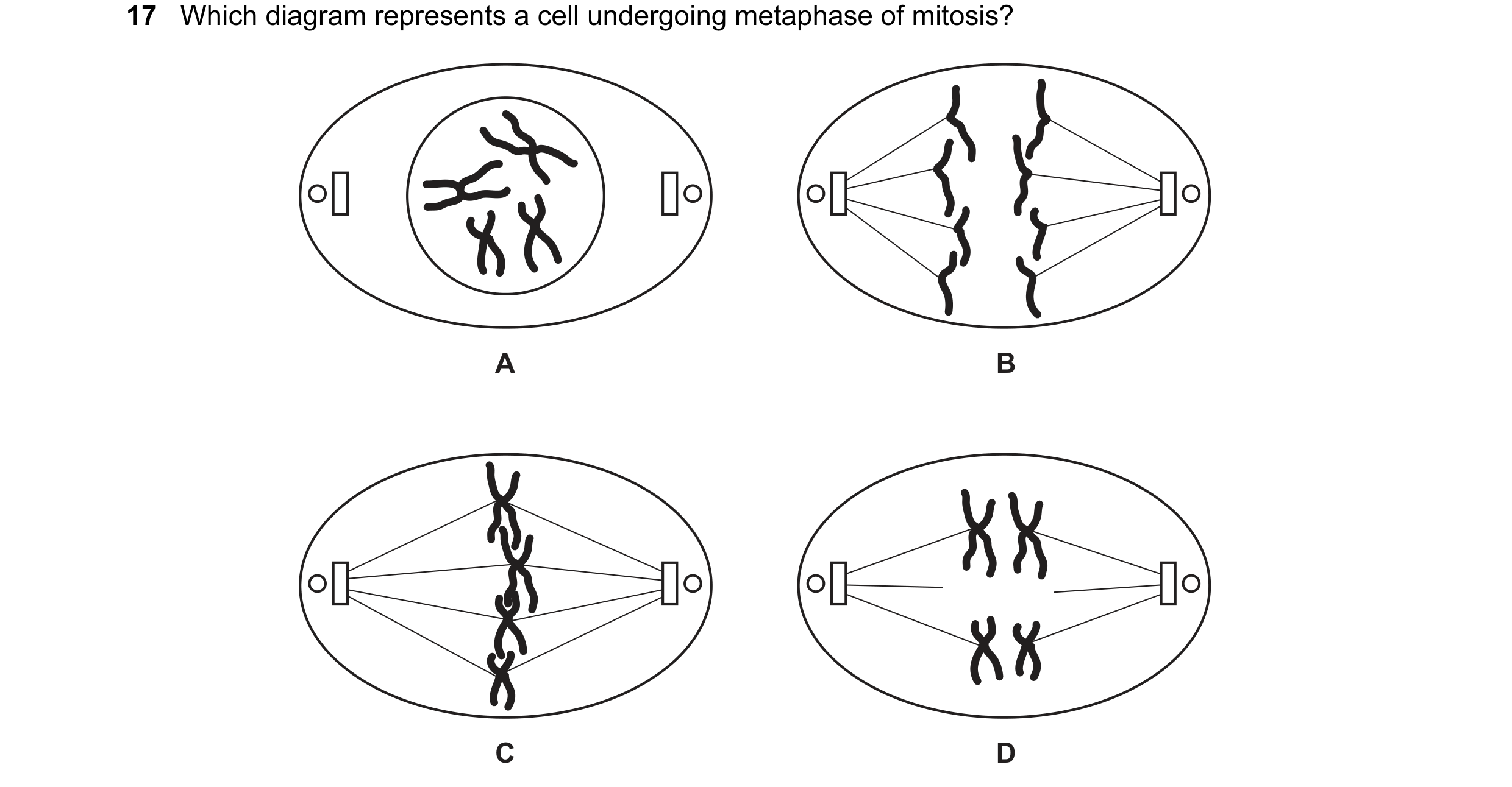 Question 27: Which diagram represents a cell undergoing metaphase of mitosis? A B C D