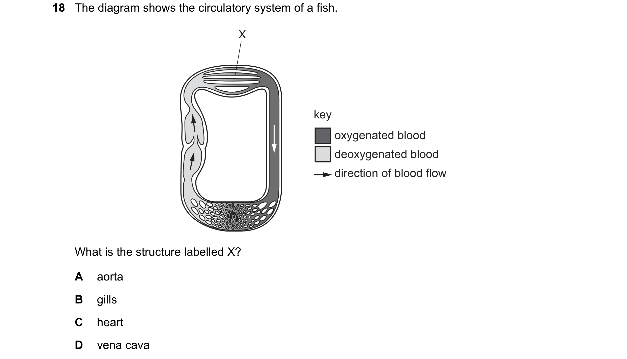 Question 15: The diagram shows the circulatory system of a fish. X key oxygenated blood deoxygenated blood direction of blood flow What is the structure…