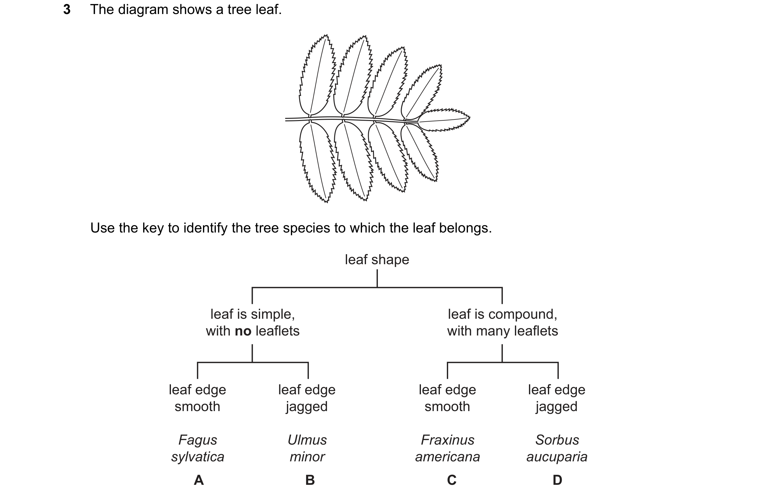 Question 25: The diagram shows a tree leaf. Use the key to identify the tree species to which the leaf belongs. leaf shape leaf is simple, leaf is compo…