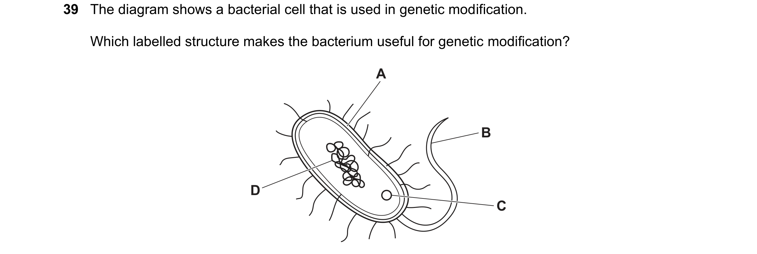 Question 22: The diagram shows a bacterial cell that is used in genetic modification. Which labelled structure makes the bacterium useful for genetic mo…