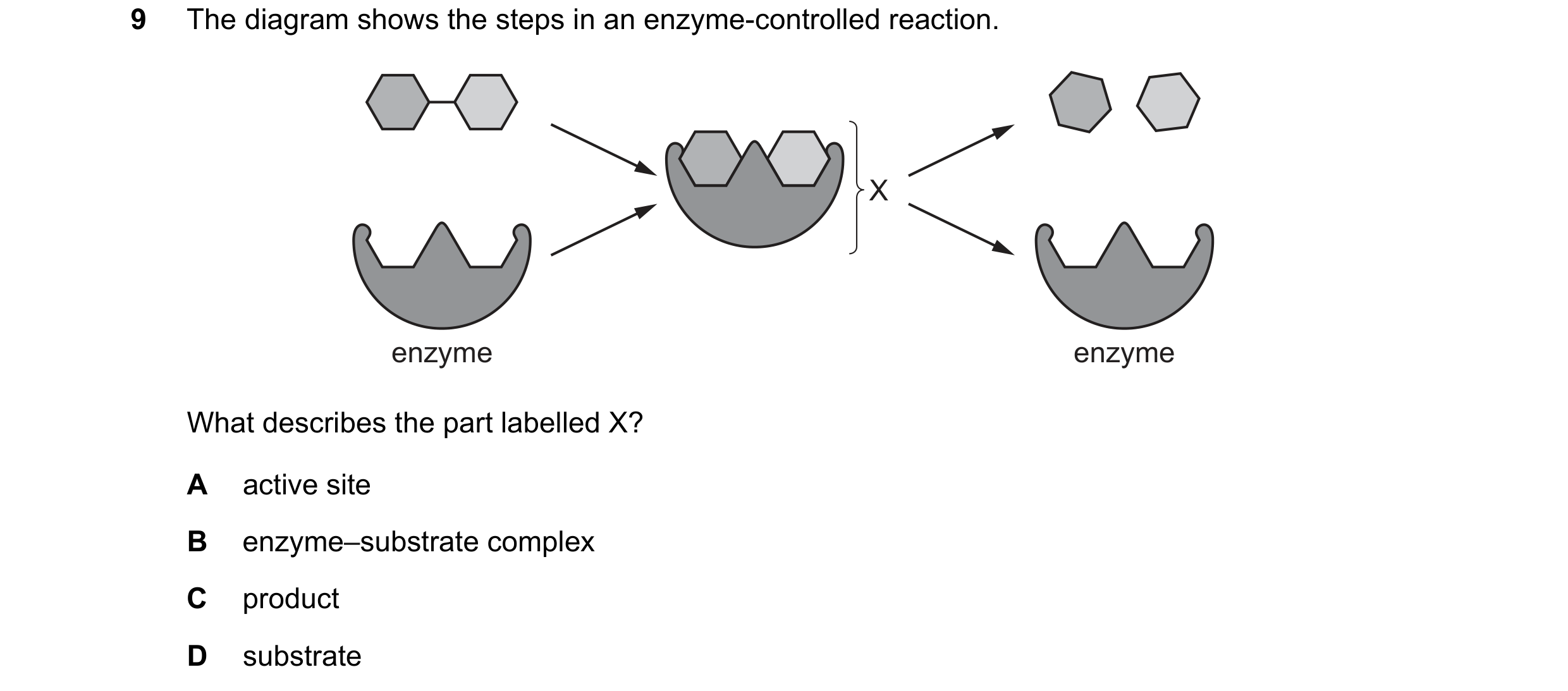 Question 38: The diagram shows the steps in an enzyme-controlled reaction. X enzyme enzyme What describes the part labelled X? A active site B enzyme–su…