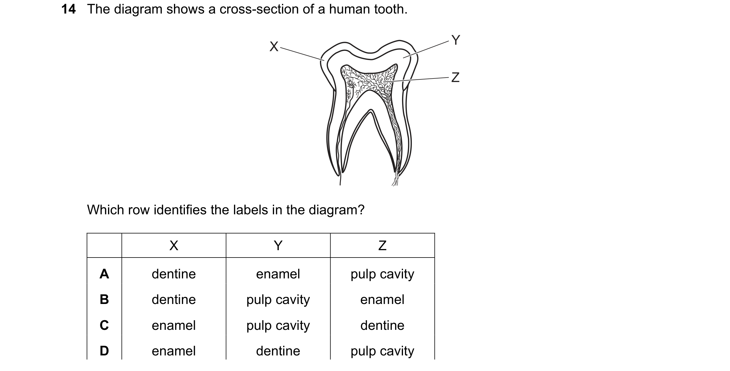 Question 14: The diagram shows a cross-section of a human tooth. Y X Z Which row identifies the labels in the diagram? X Y Z A dentine enamel pulp cavit…