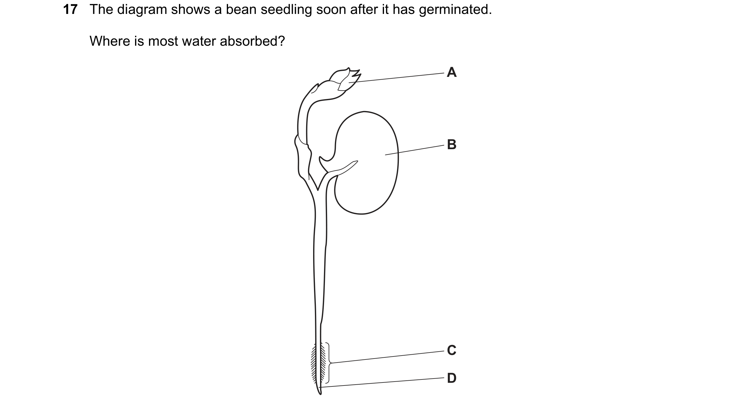 Question 9: The diagram shows a bean seedling soon after it has germinated. Where is most water absorbed? A B C D