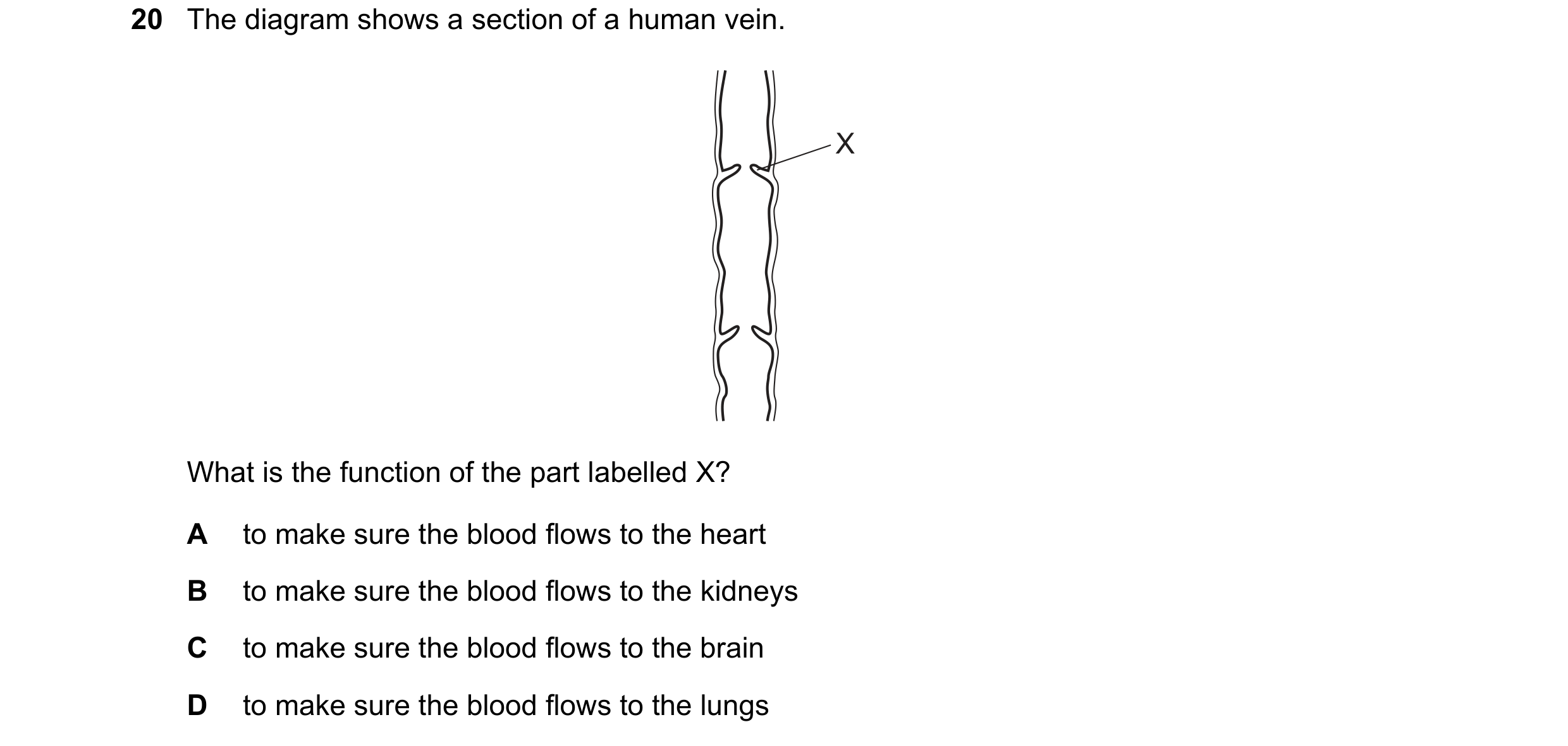 Question 12: The diagram shows a section of a human vein. X What is the function of the part labelled X? A to make sure the blood flows to the heart B t…