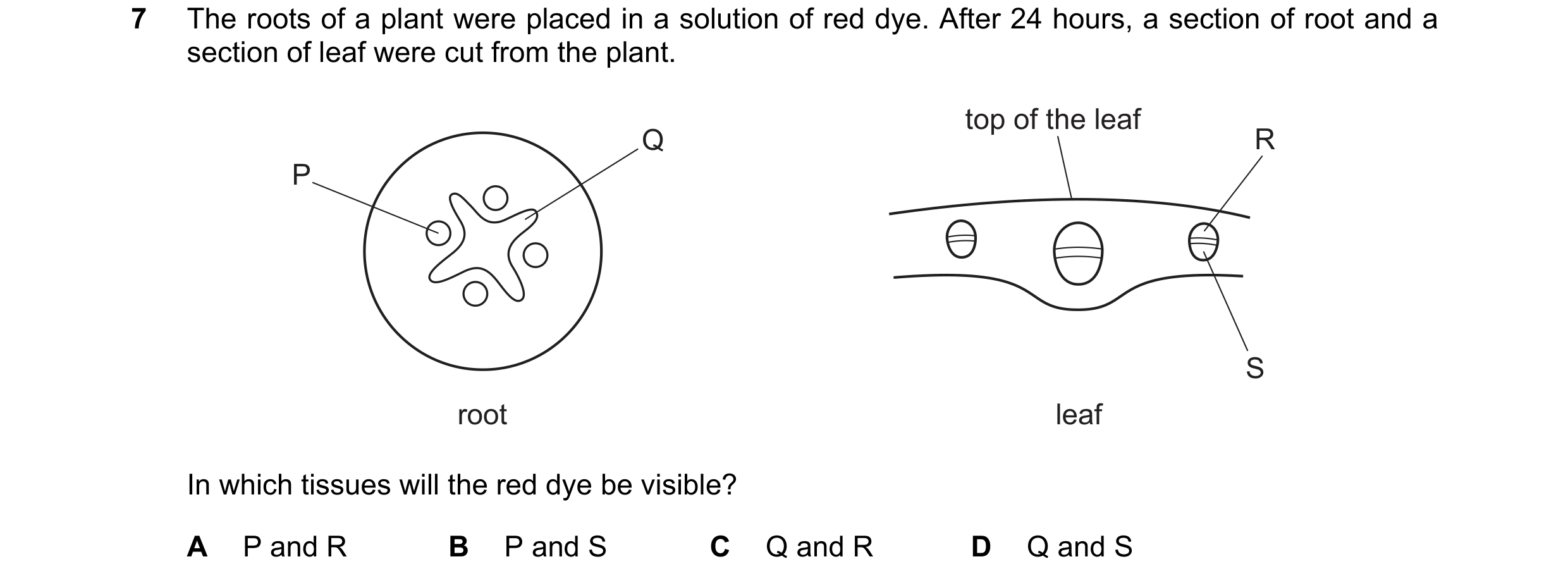 Question 14: The roots of a plant were placed in a solution of red dye. After 24 hours, a section of root and a section of leaf were cut from the plant.…