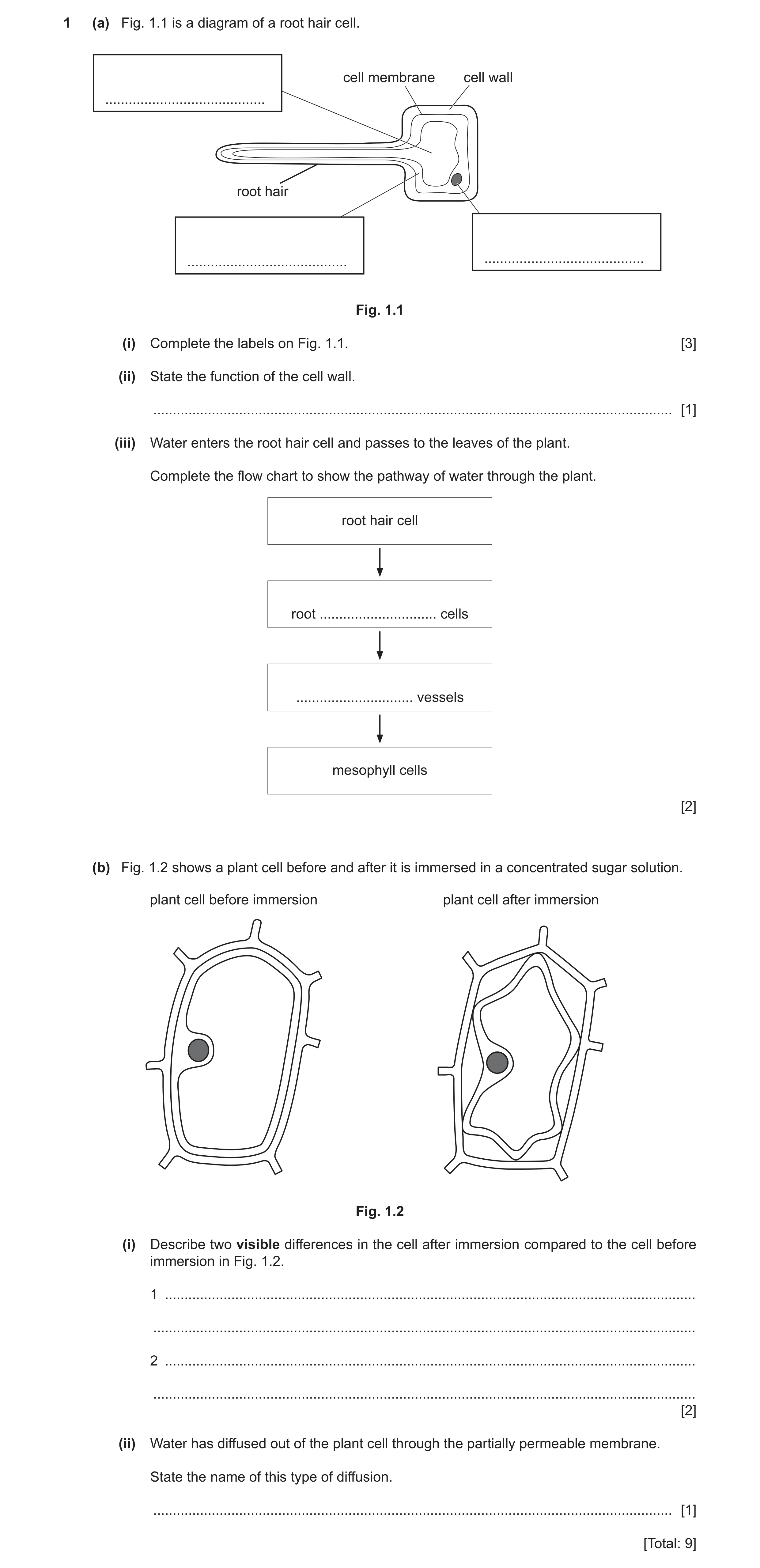 Question 12: (a) Fig. 1.1 is a diagram of a root hair cell. cell membrane cell wall ......................................... root hair ................…