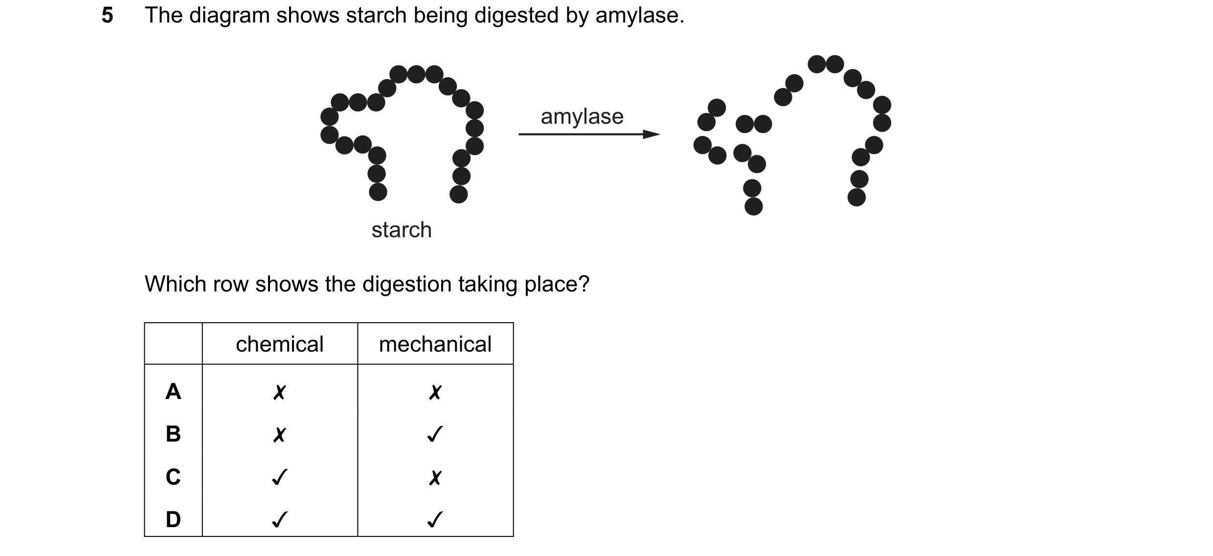 Question 31: The diagram shows starch being digested by amylase.
starch
amylase
Which row shows the digestion taking place?
chemical mechanical
A x …