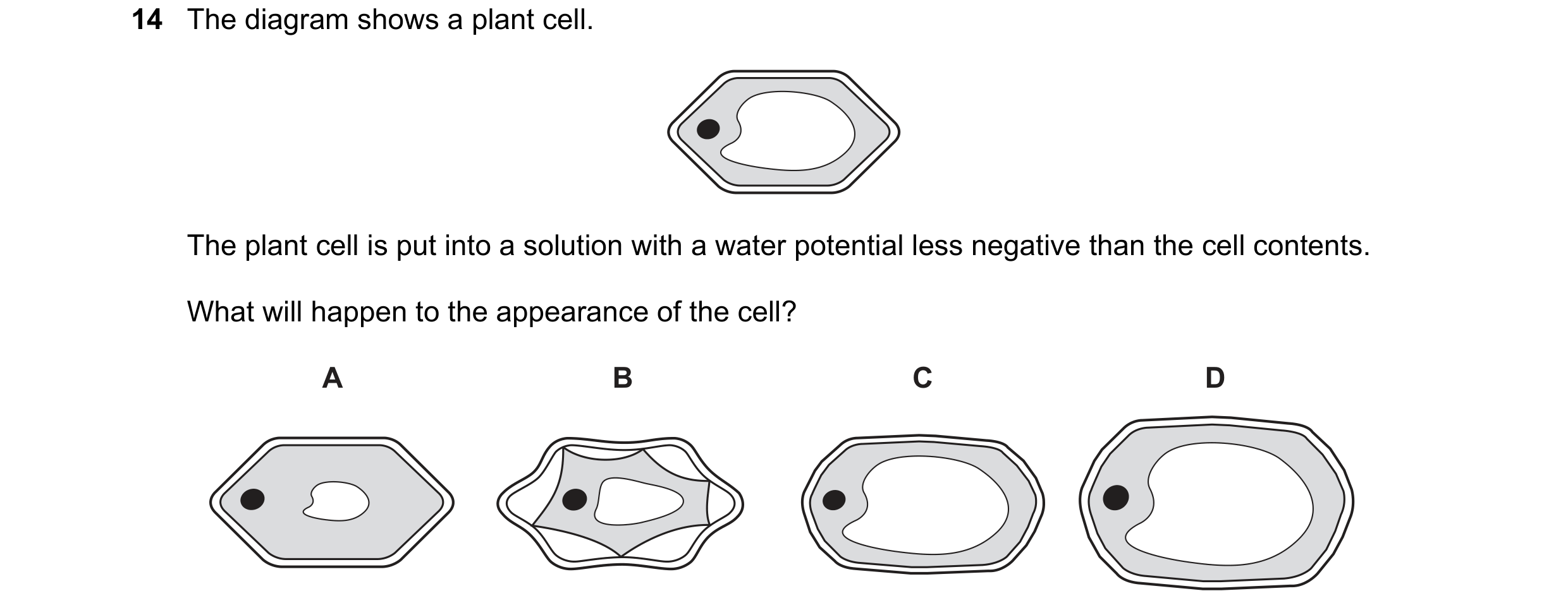 Question 123: The diagram shows a plant cell. The plant cell is put into a solution with a water potential less negative than the cell contents. What wil…
