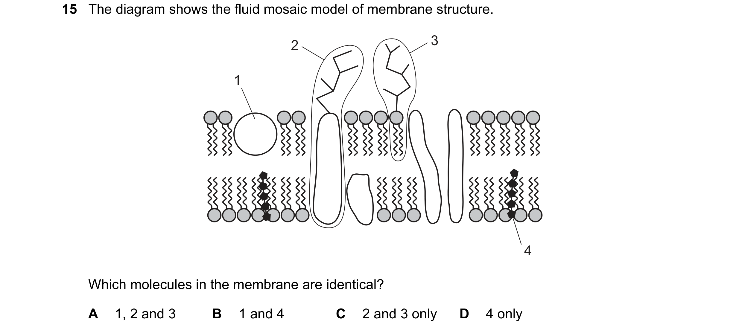 Question 72: The diagram shows the fluid mosaic model of membrane structure. 2 3 1 4 Which molecules in the membrane are identical? A 1, 2 and 3 B 1 and…