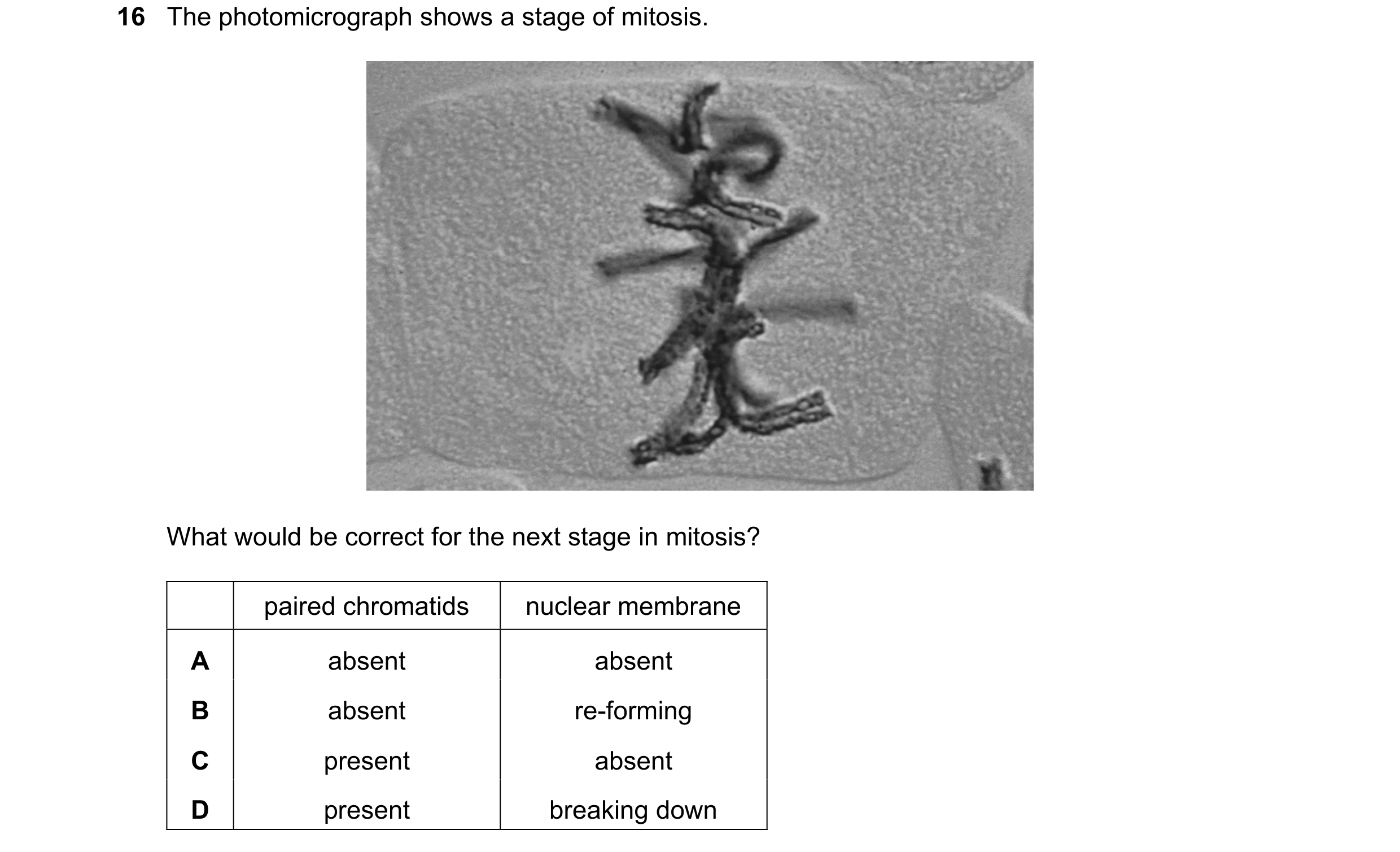 Question 55: The photomicrograph shows a stage of mitosis. What would be correct for the next stage in mitosis? paired chromatids nuclear membrane A abs…