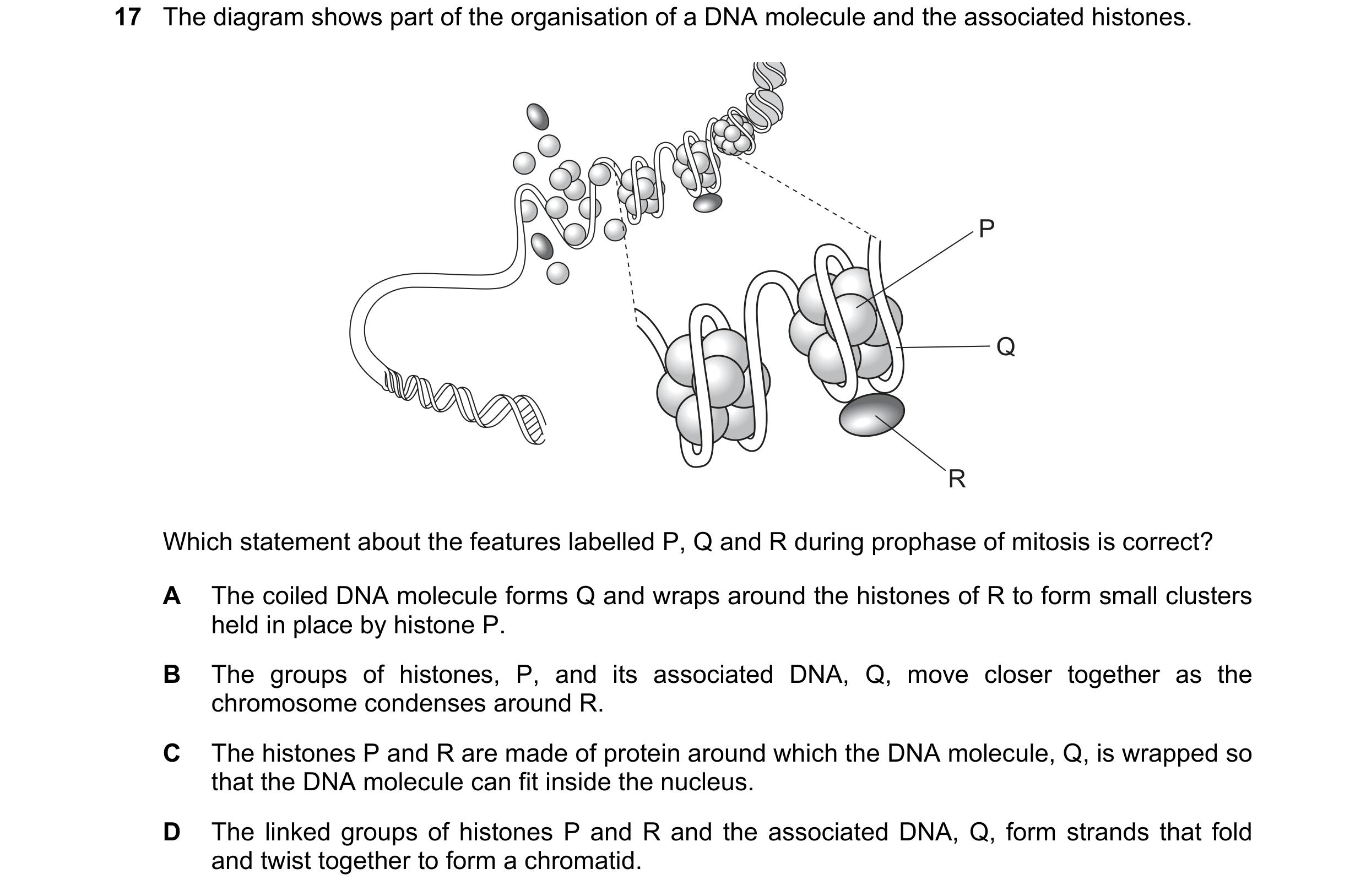 Question 56: The diagram shows part of the organisation of a DNA molecule and the associated histones. P Q R Which statement about the features labelled…