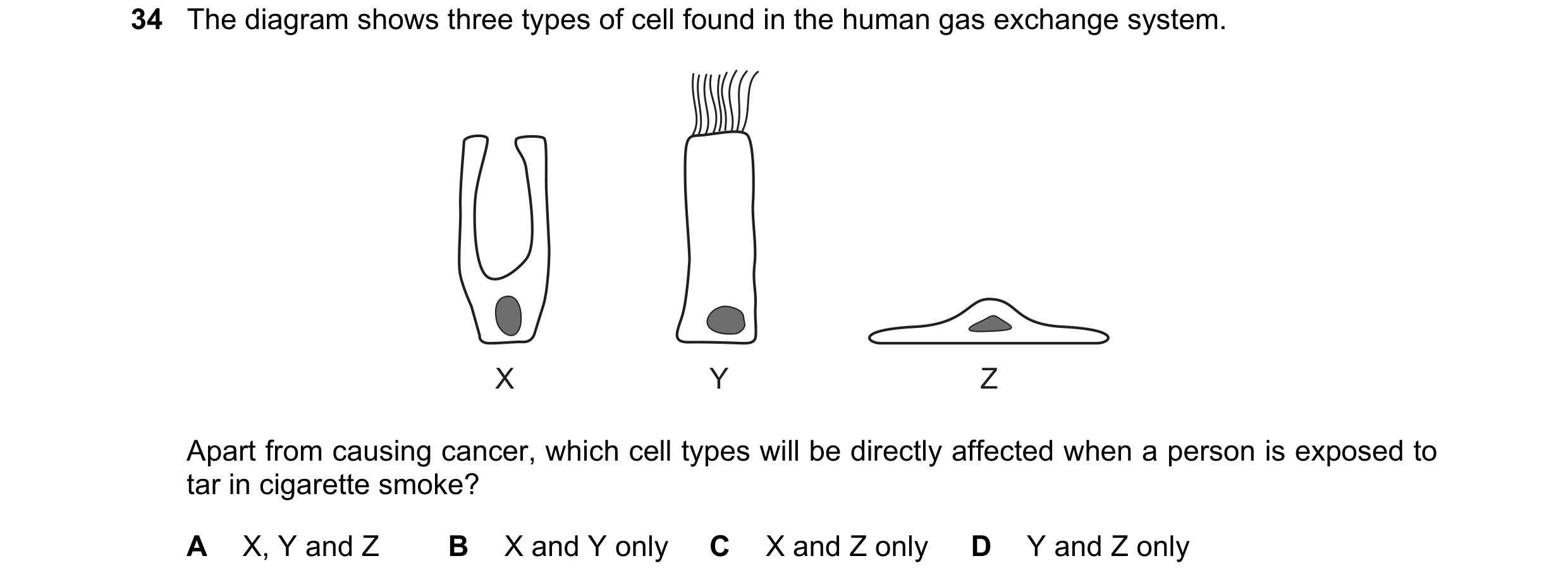 Question 130: The diagram shows three types of cell found in the human gas exchange system. X Y Z Apart from causing cancer, which cell types will be dir…