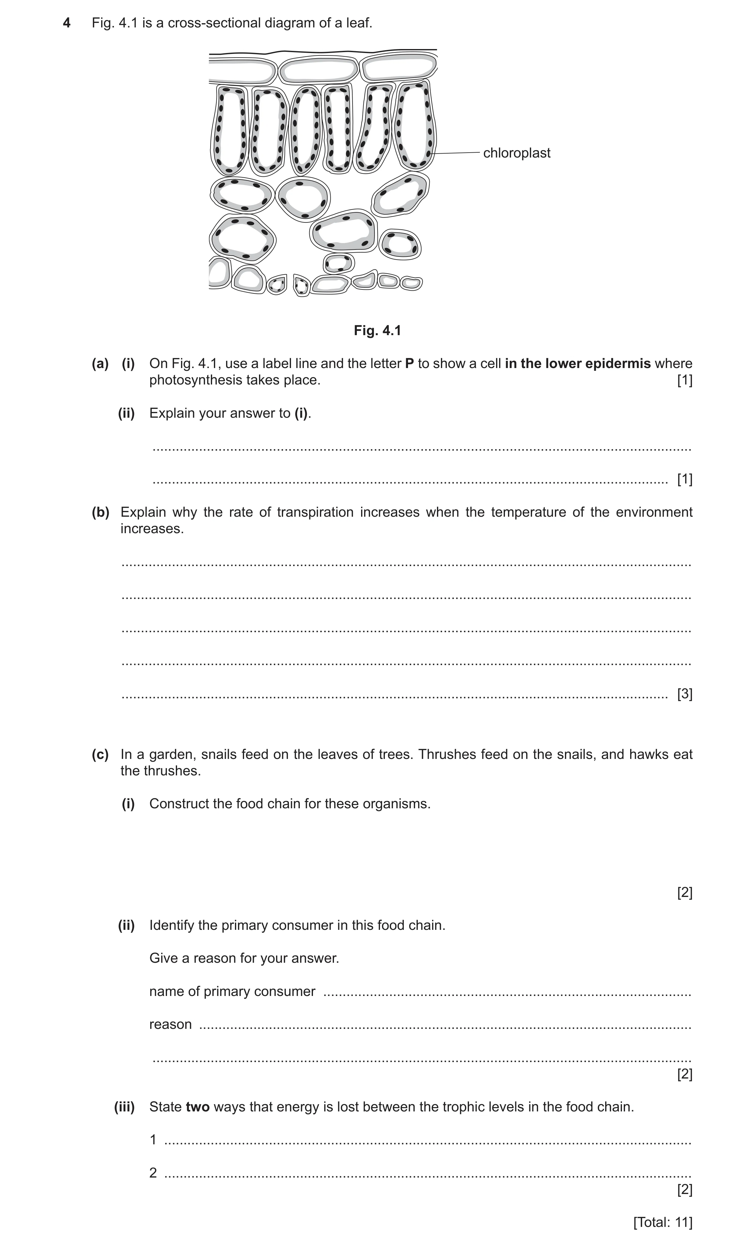 Question 7: Fig. 4.1 is a cross-sectional diagram of a leaf. chloroplast Fig. 4.1 (a) (i) On Fig. 4.1, use a label line and the letter P to show a cell…