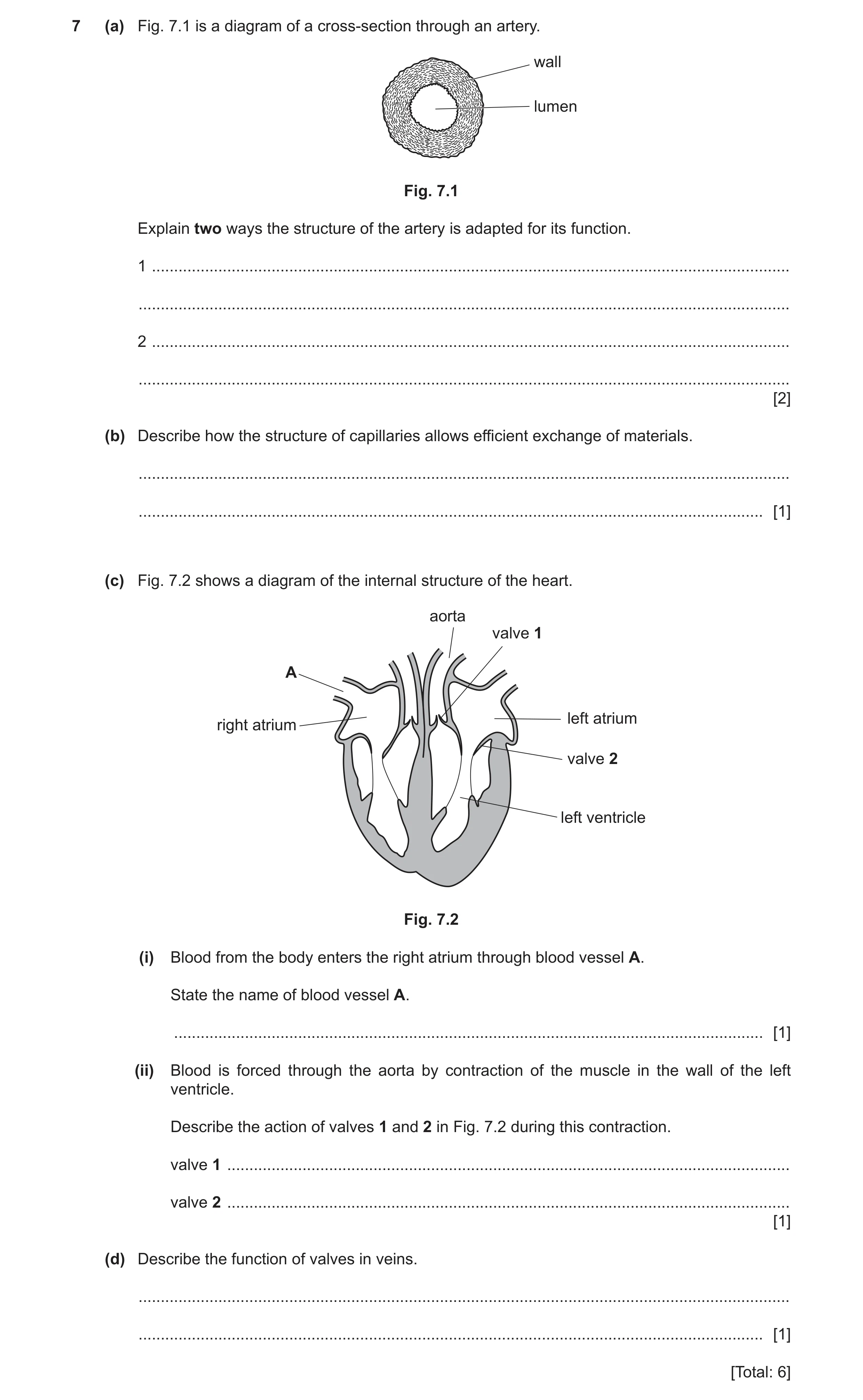 Question 10: (a) Fig. 7.1 is a diagram of a cross-section through an artery. wall lumen Fig. 7.1 Explain two ways the structure of the artery is adapted…