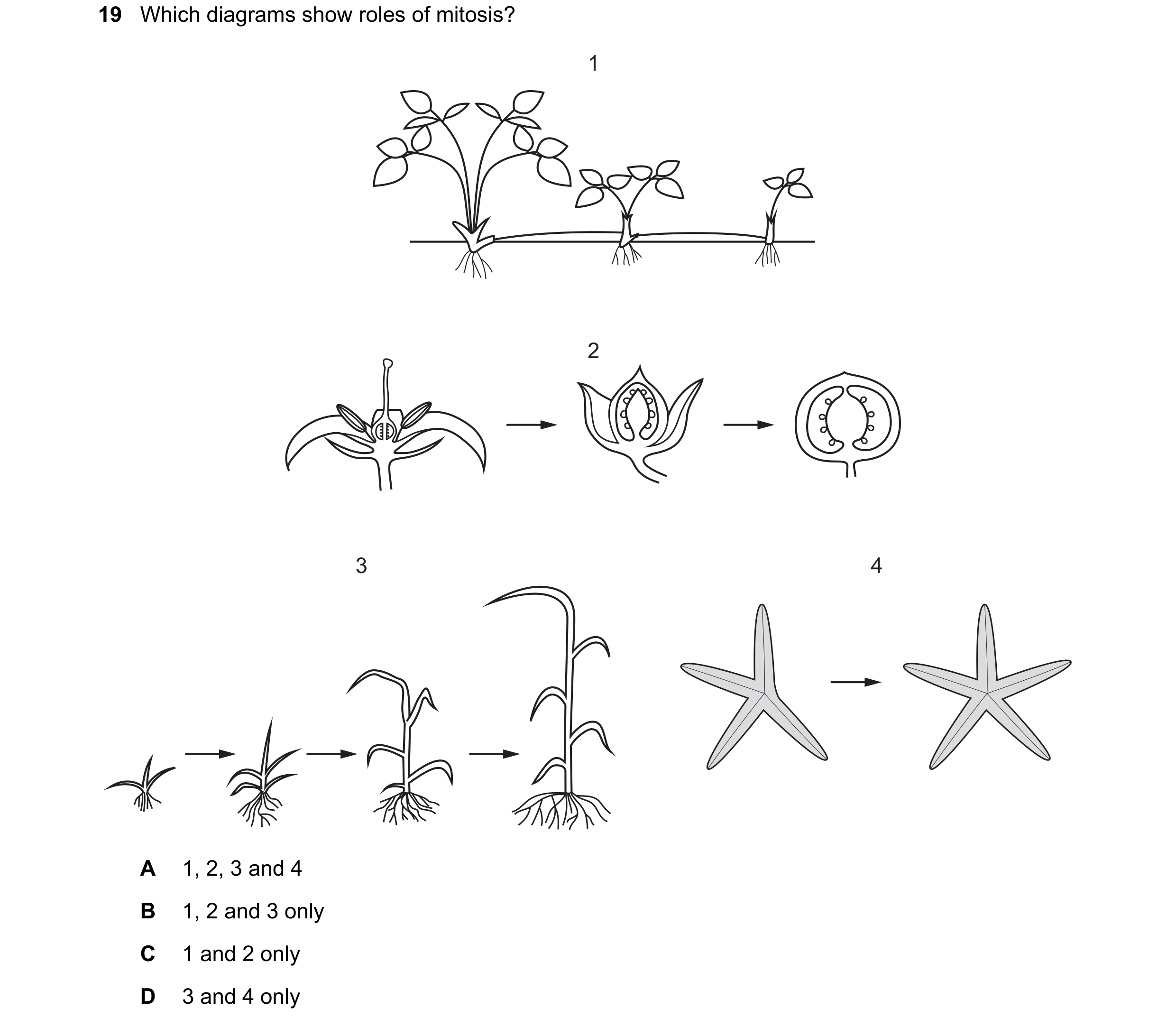 Question 166: Which diagrams show roles of mitosis? 1 2 3 4 A 1, 2, 3 and 4 B 1, 2 and 3 only C 1 and 2 only D 3 and 4 only