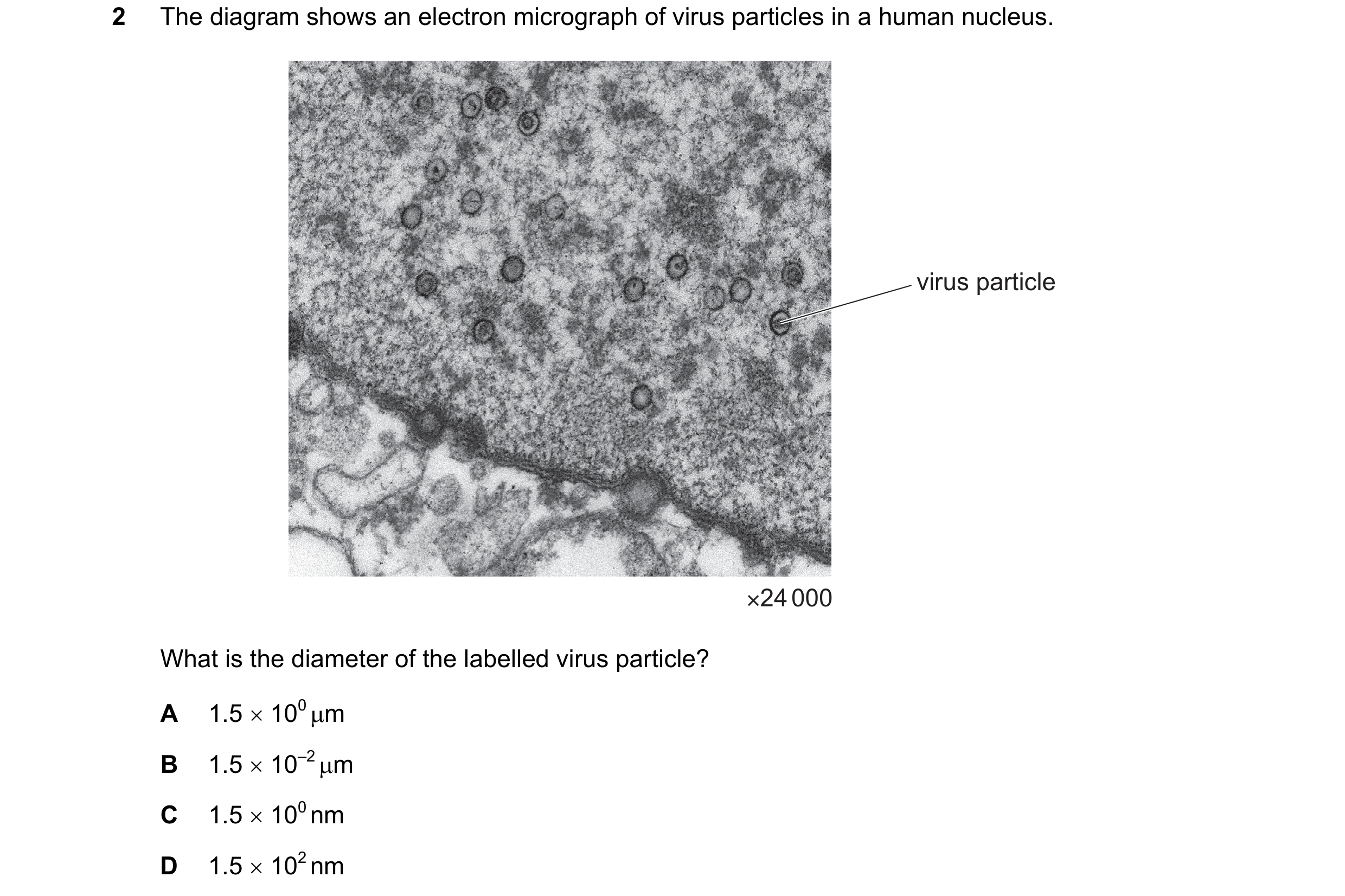 Question 172: The diagram shows an electron micrograph of virus particles in a human nucleus. virus particle ×24 000 What is the diameter of the labelled…