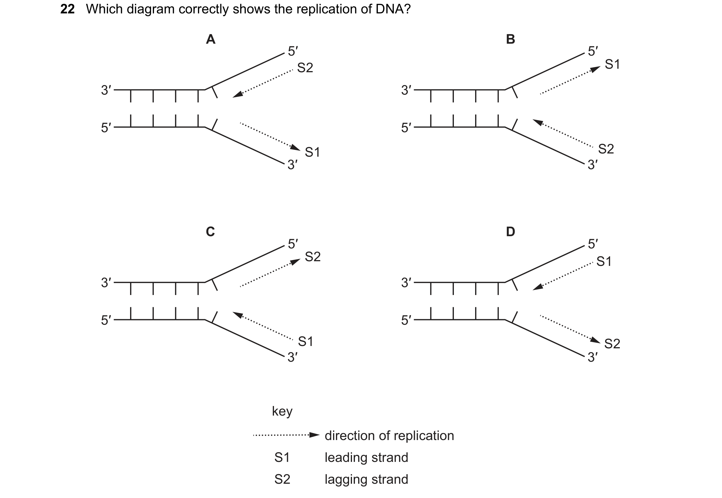 Question 202: Which diagram correctly shows the replication of DNA? A B 5′ 5′ S2 S1 3′ 3′ 5′ 5′ S1 S2 3′ 3′ C D 5′ 5′ S2 S1 3′ 3′ 5′ 5′ S1 S2 3′ 3′ key d…