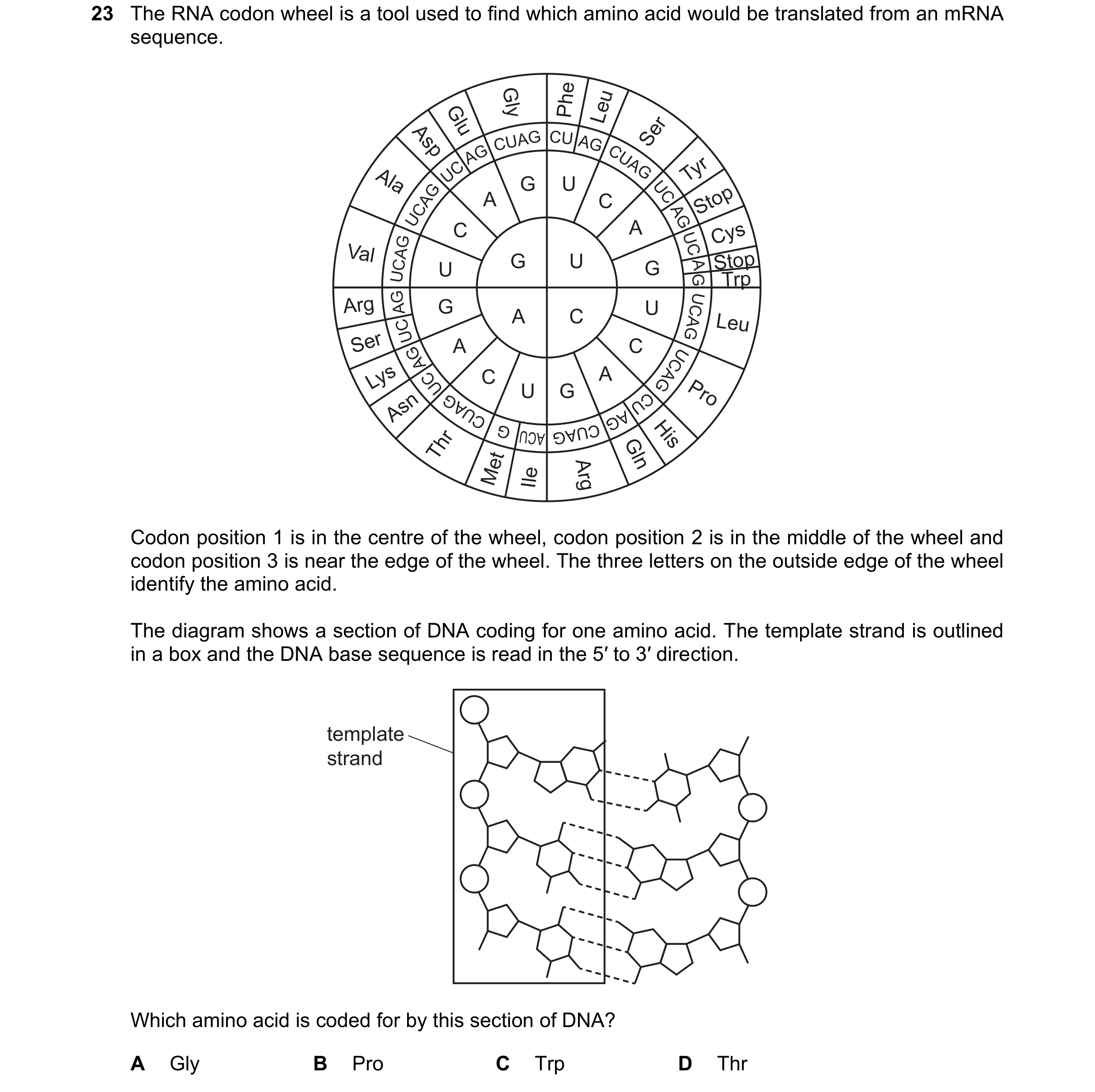 Question 168: The RNA codon wheel is a tool used to find which amino acid would be translated from an mRNA sequence. Gly Phe Leu Glu Asp Ser CUAG CU AG A…