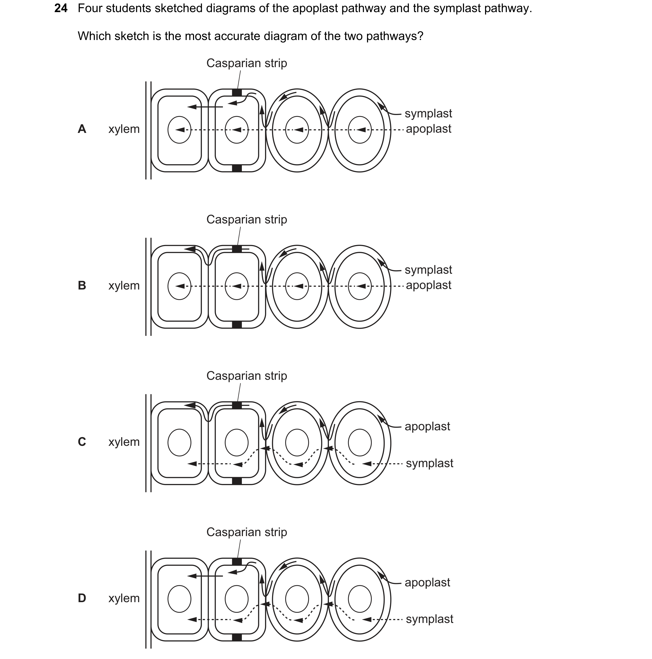 Question 304: Four students sketched diagrams of the apoplast pathway and the symplast pathway. Which sketch is the most accurate diagram of the two path…
