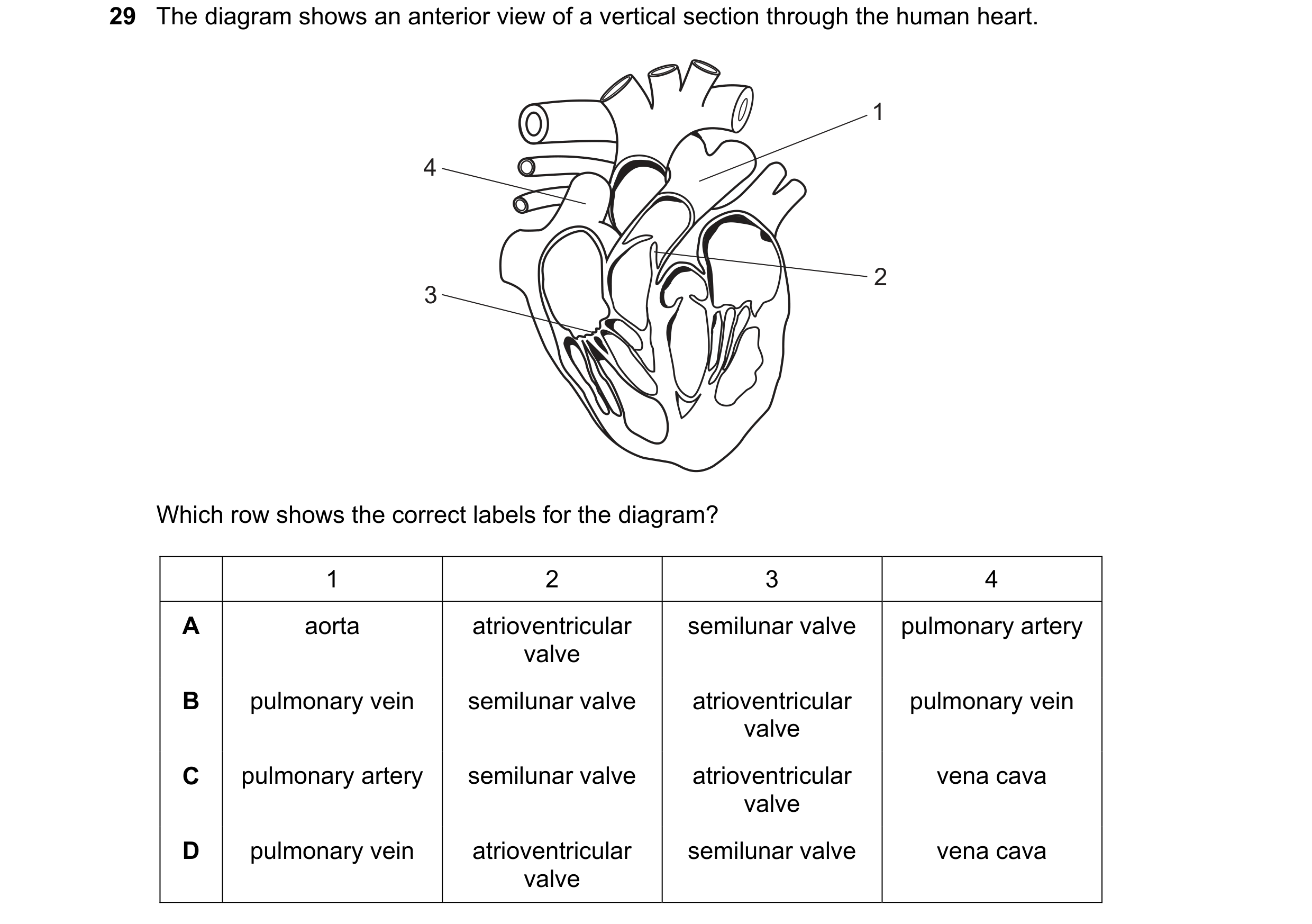 Question 127: The diagram shows an anterior view of a vertical section through the human heart. 1 4 2 3 Which row shows the correct labels for the diagra…
