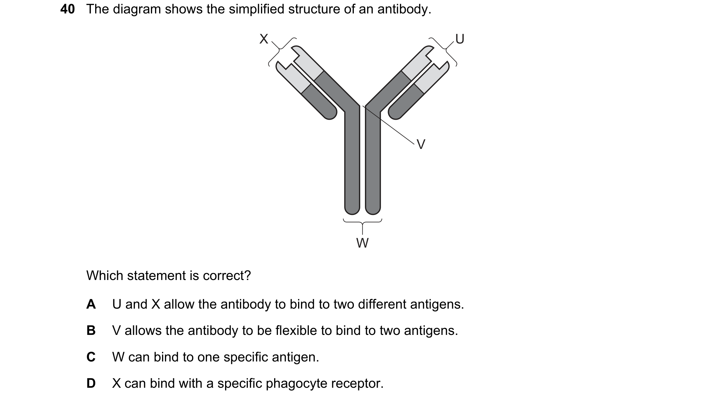 Question 136: The diagram shows the simplified structure of an antibody. X U V W Which statement is correct? A U and X allow the antibody to bind to two …