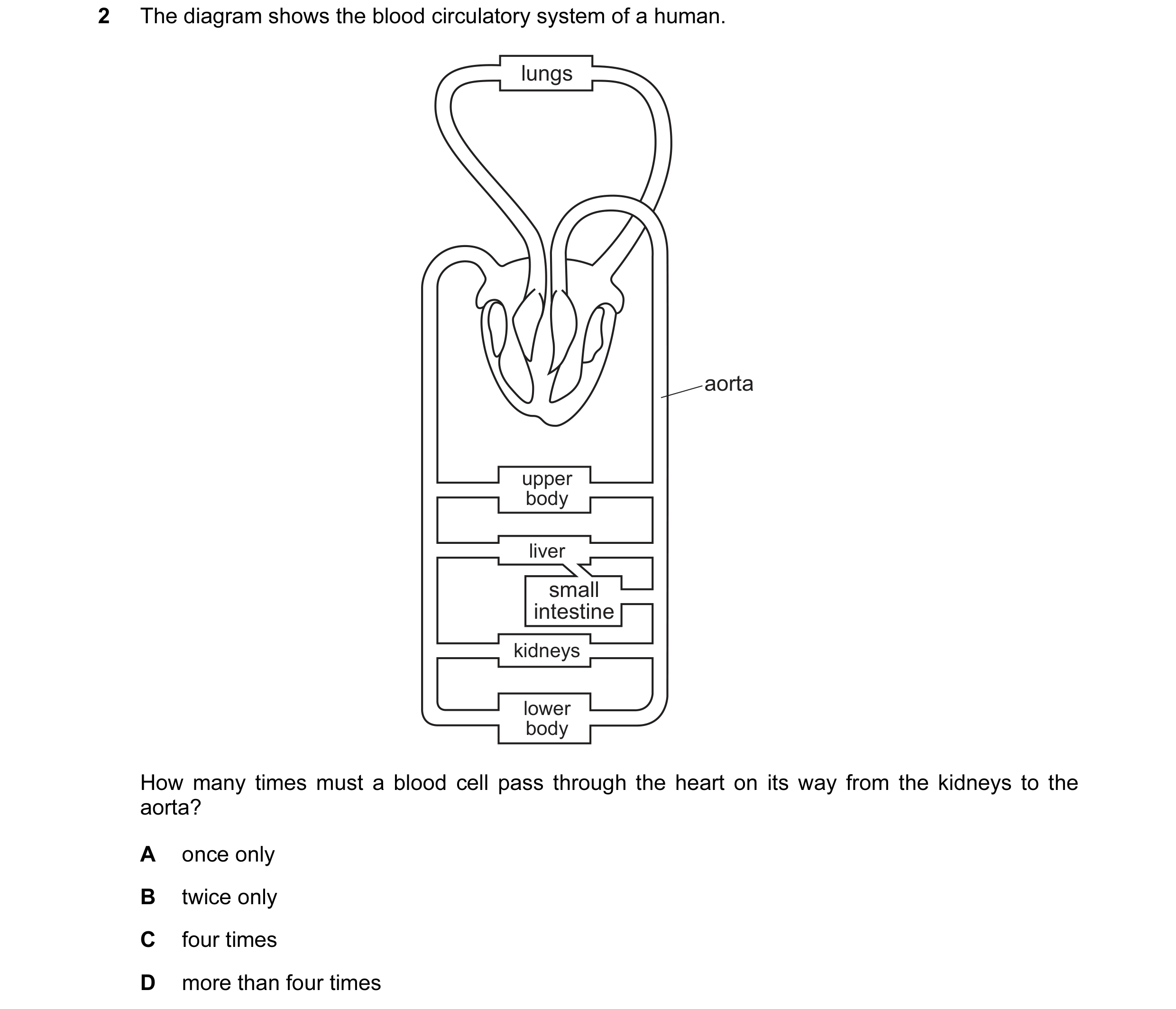 Question 10: The diagram shows the blood circulatory system of a human. lungs aorta upper body liver small intestine kidneys lower body How many times m…