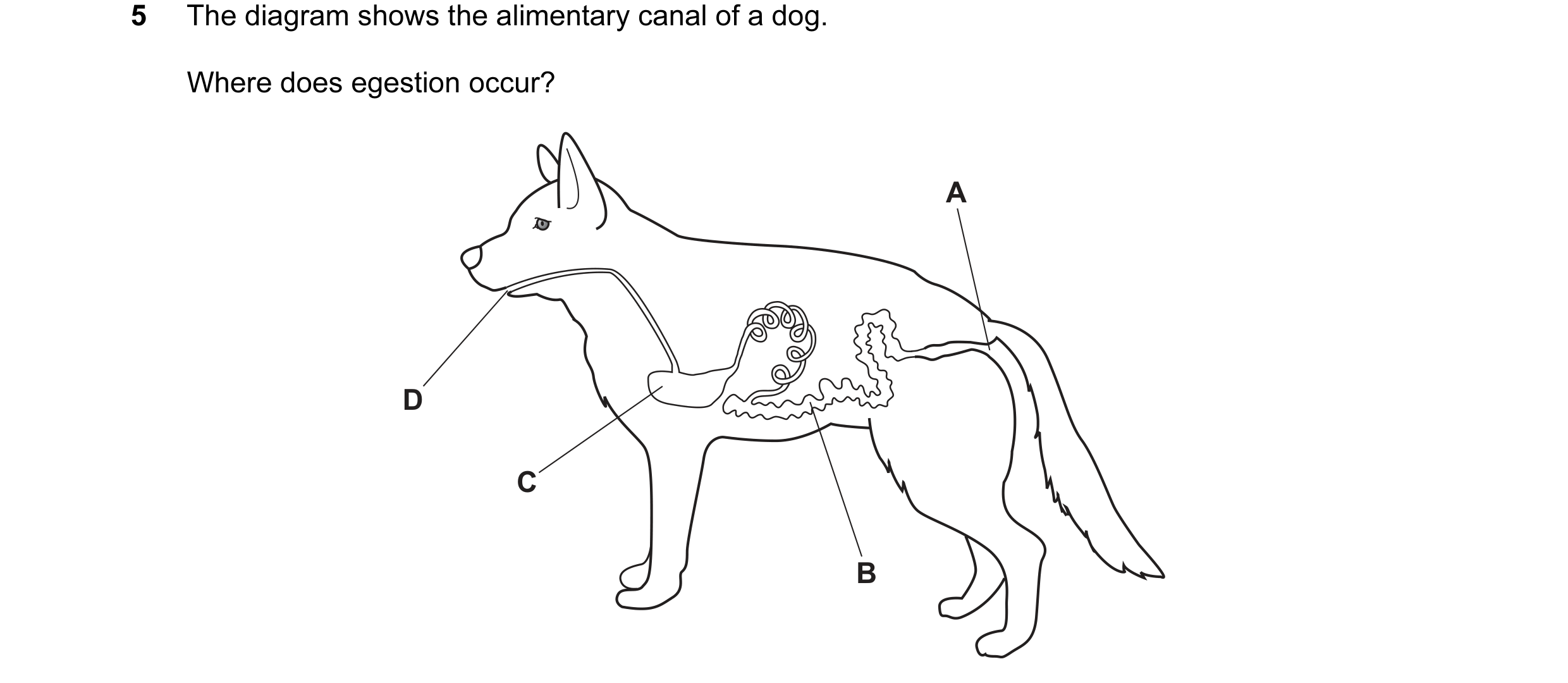 Question 18: The diagram shows the alimentary canal of a dog. Where does egestion occur? A D C B