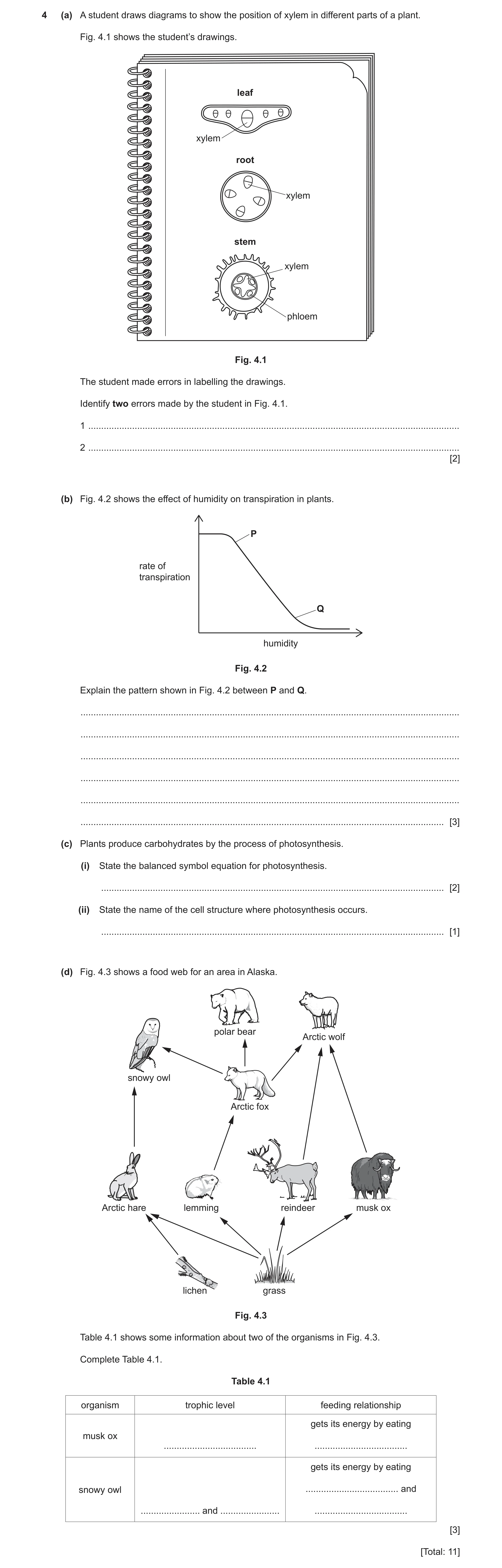 Question 12: (a) A student draws diagrams to show the position of xylem in different parts of a plant. Fig. 4.1 shows the student’s drawings. leaf xylem…
