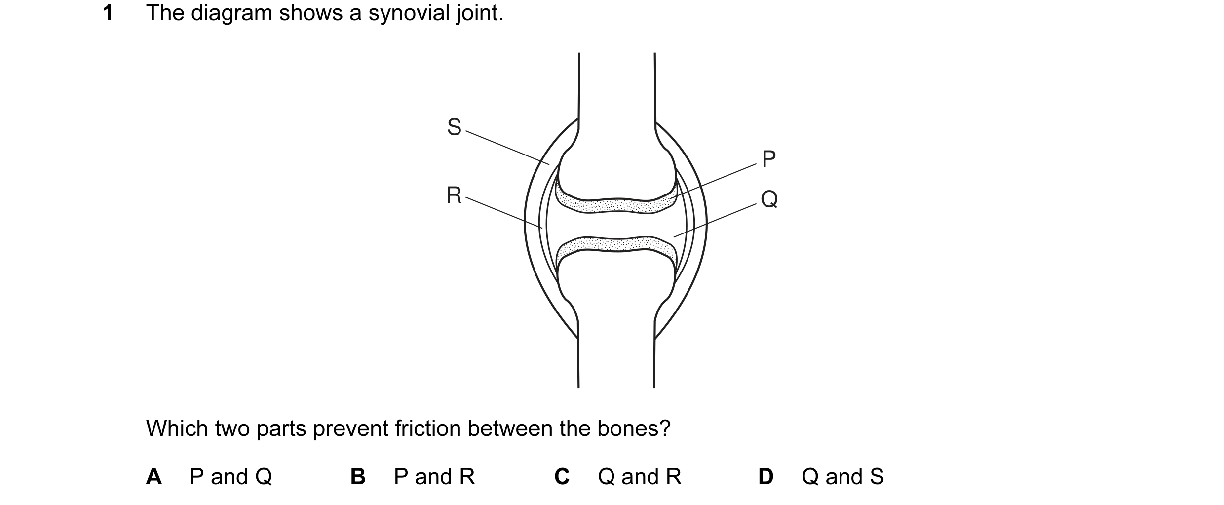 Question 4: The diagram shows a synovial joint. S P R Q Which two parts prevent friction between the bones? A P and Q B P and R C Q and R D Q and S