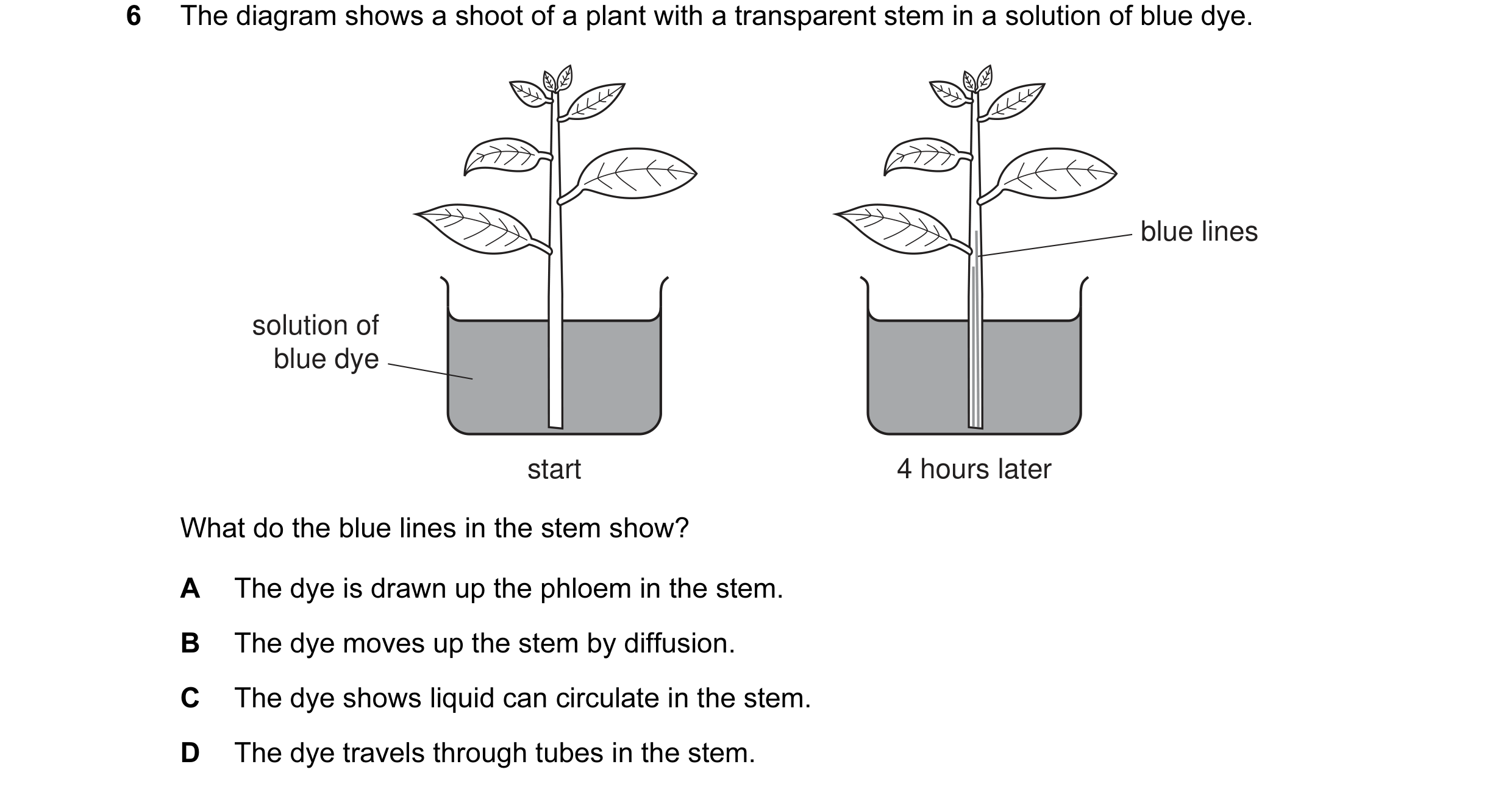 Question 3: The diagram shows a shoot of a plant with a transparent stem in a solution of blue dye. blue lines solution of blue dye start 4 hours later…