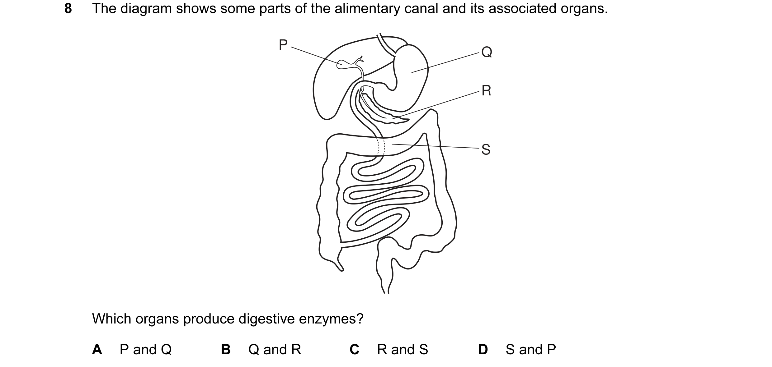Question 10: The diagram shows some parts of the alimentary canal and its associated organs. P Q R S Which organs produce digestive enzymes? A P and Q B…