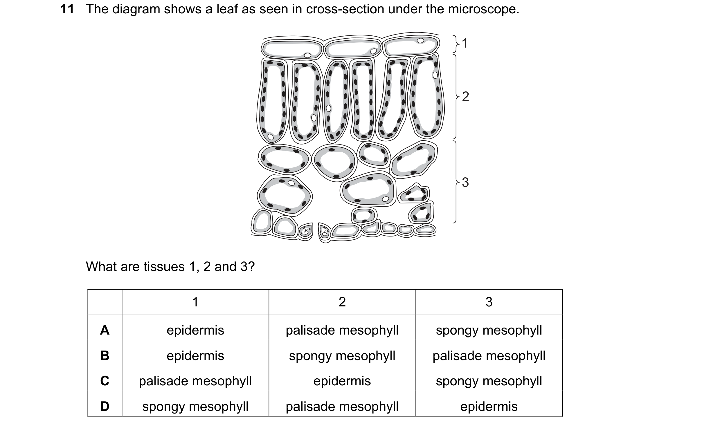 Question 4: The diagram shows a leaf as seen in cross-section under the microscope. 1 2 3 What are tissues 1, 2 and 3? 1 2 3 A epidermis palisade mesop…