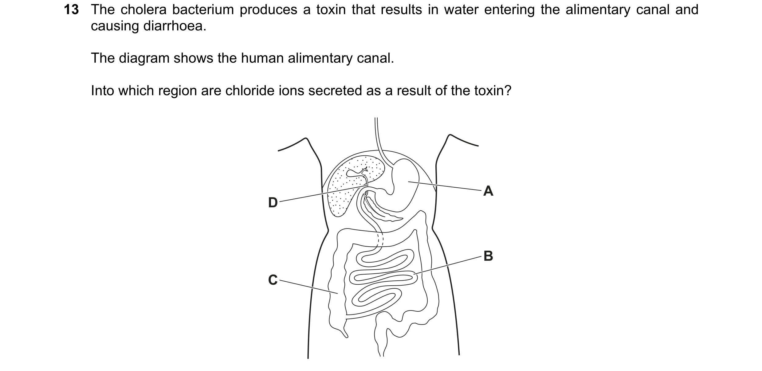 Question 2: The cholera bacterium produces a toxin that results in water entering the alimentary canal and causing diarrhoea. The diagram shows the hum…