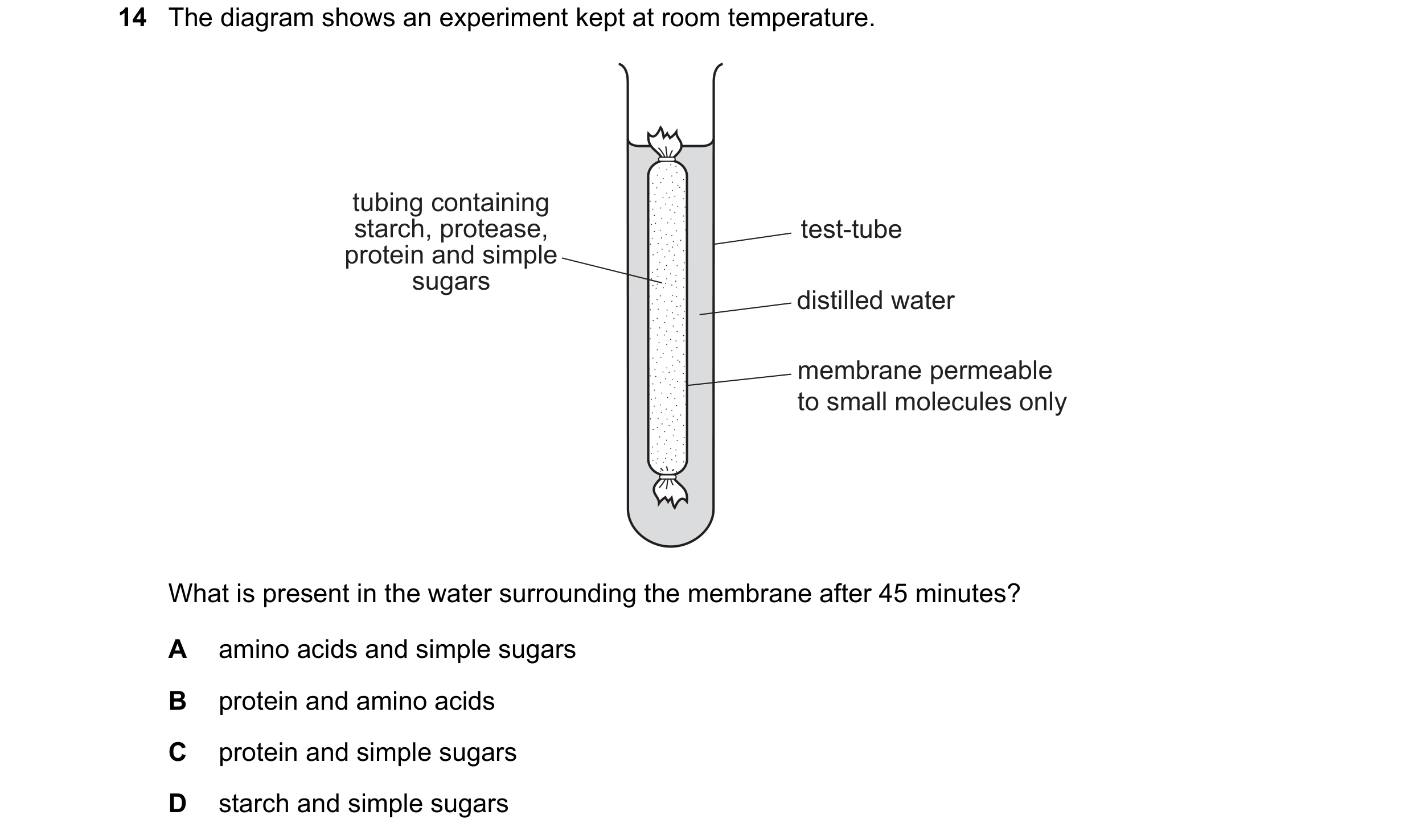 Question 6: The diagram shows an experiment kept at room temperature. tubing containing starch, protease, test-tube protein and simple sugars distilled…