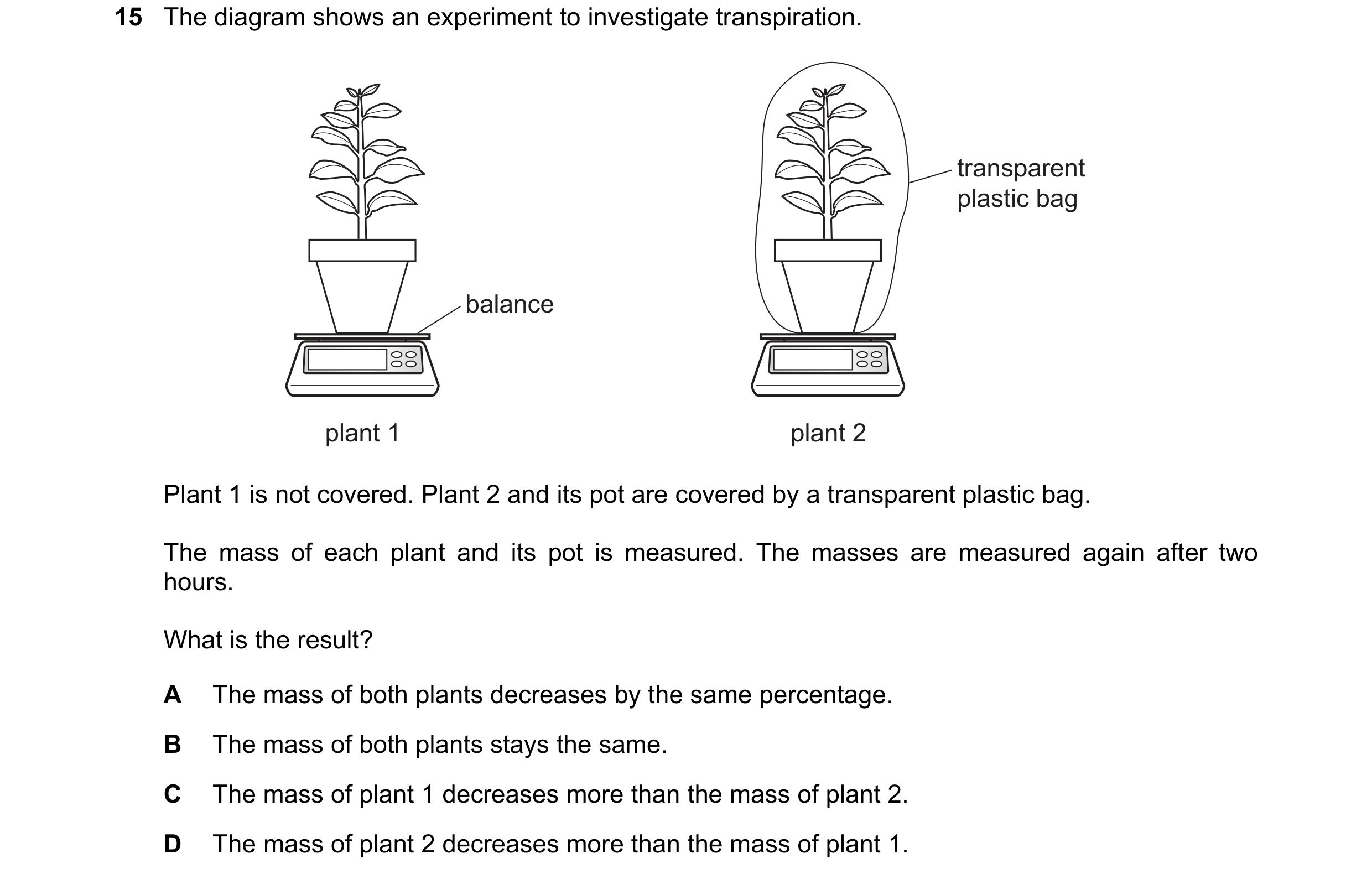 Question 4: The diagram shows an experiment to investigate transpiration. transparent plastic bag balance plant 1 plant 2 Plant 1 is not covered. Plant…