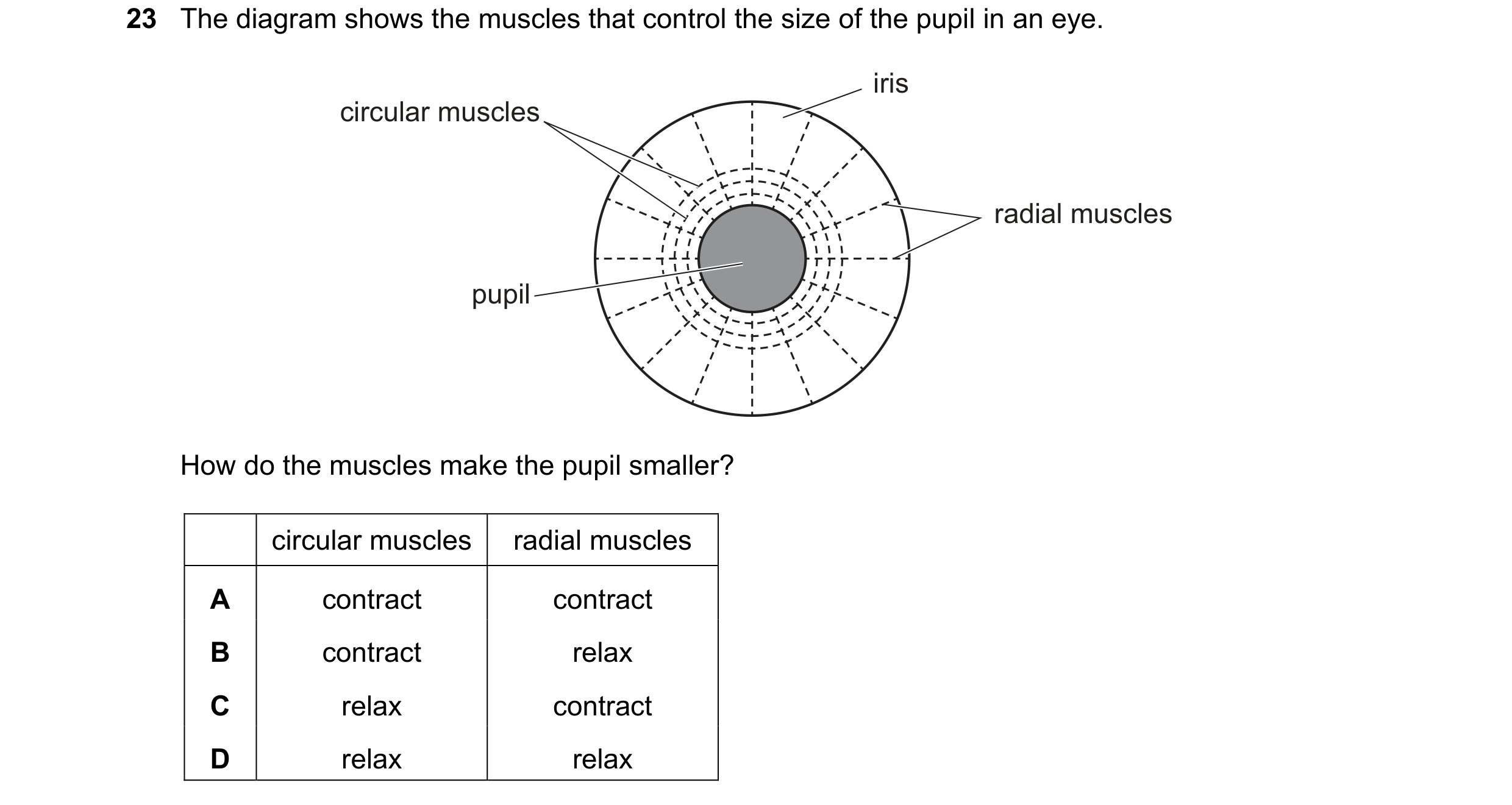 Question 8: The diagram shows the muscles that control the size of the pupil in an eye. iris circular muscles radial muscles pupil How do the muscles m…