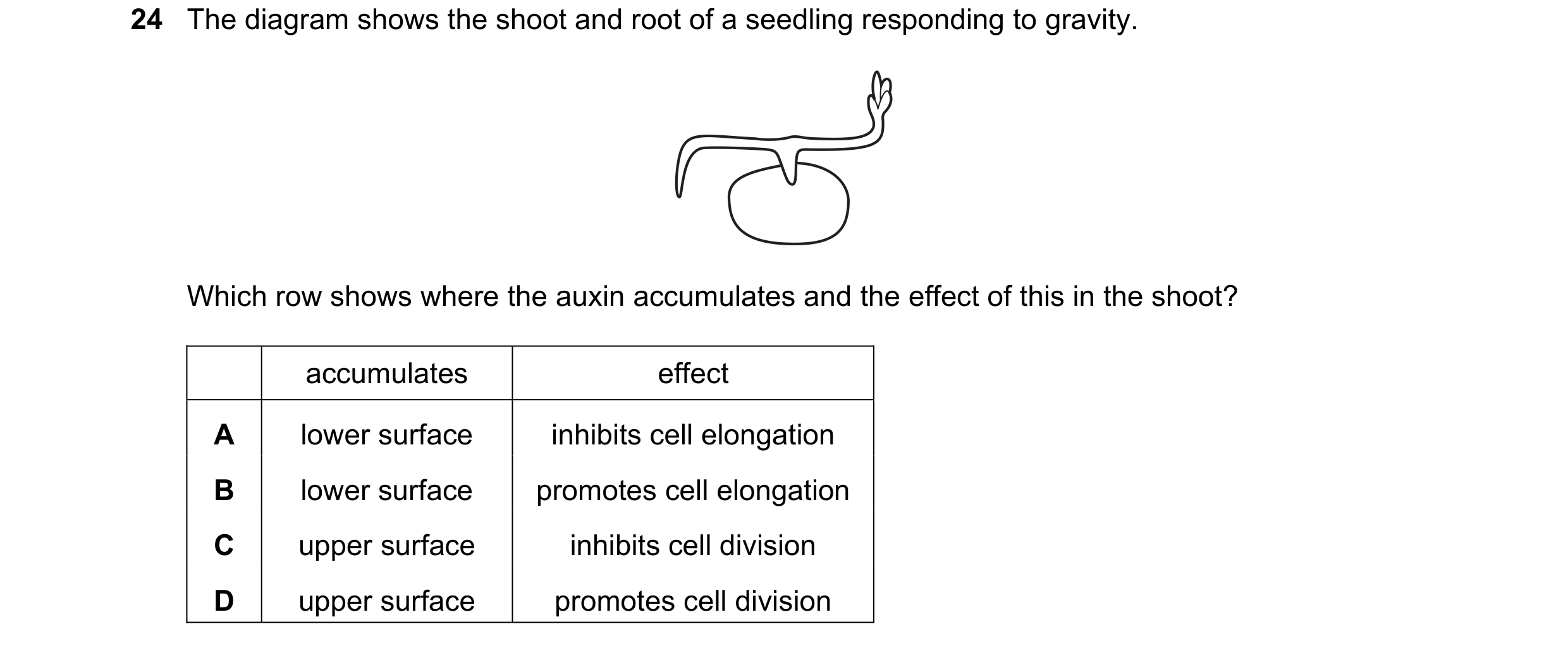 Question 8: The diagram shows the shoot and root of a seedling responding to gravity. Which row shows where the auxin accumulates and the effect of thi…