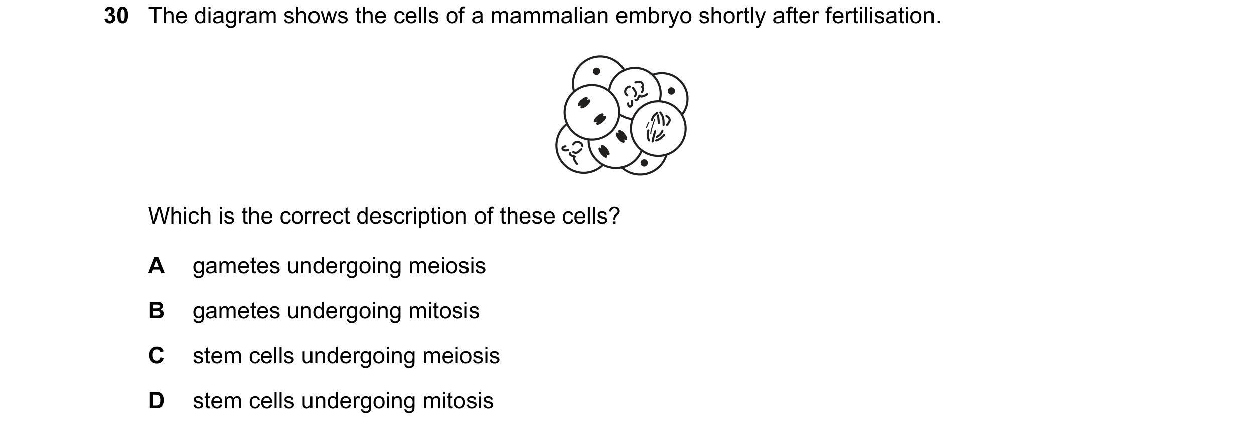 Question 4: The diagram shows the cells of a mammalian embryo shortly after fertilisation. Which is the correct description of these cells? A gametes u…