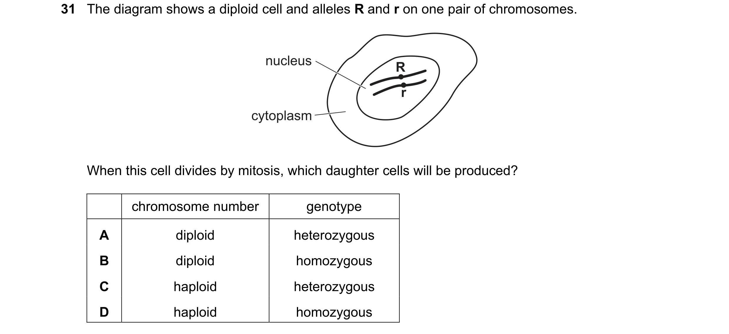 Question 5: The diagram shows a diploid cell and alleles R and r on one pair of chromosomes. nucleus R r cytoplasm When this cell divides by mitosis, w…
