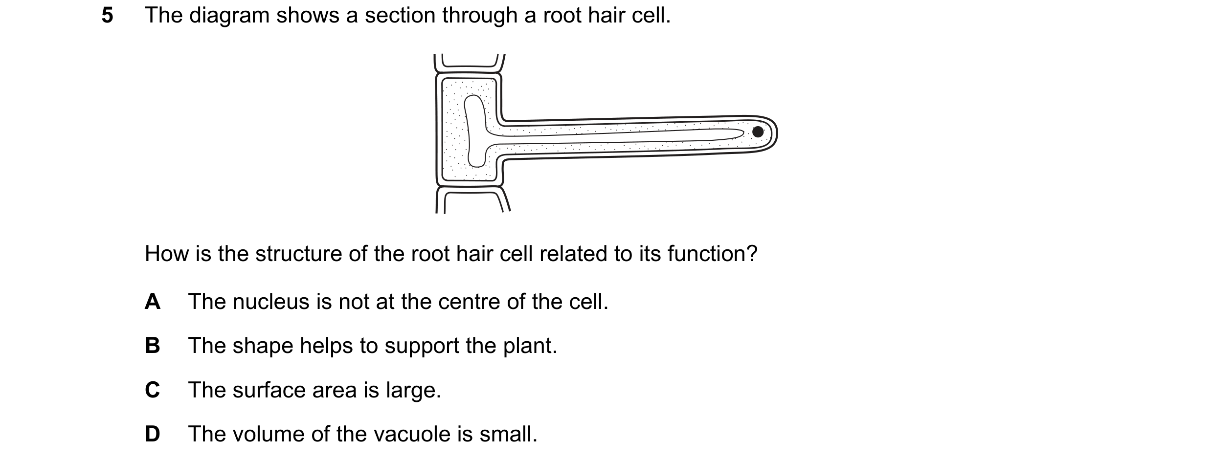 Question 4: The diagram shows a section through a root hair cell. How is the structure of the root hair cell related to its function? A The nucleus is …