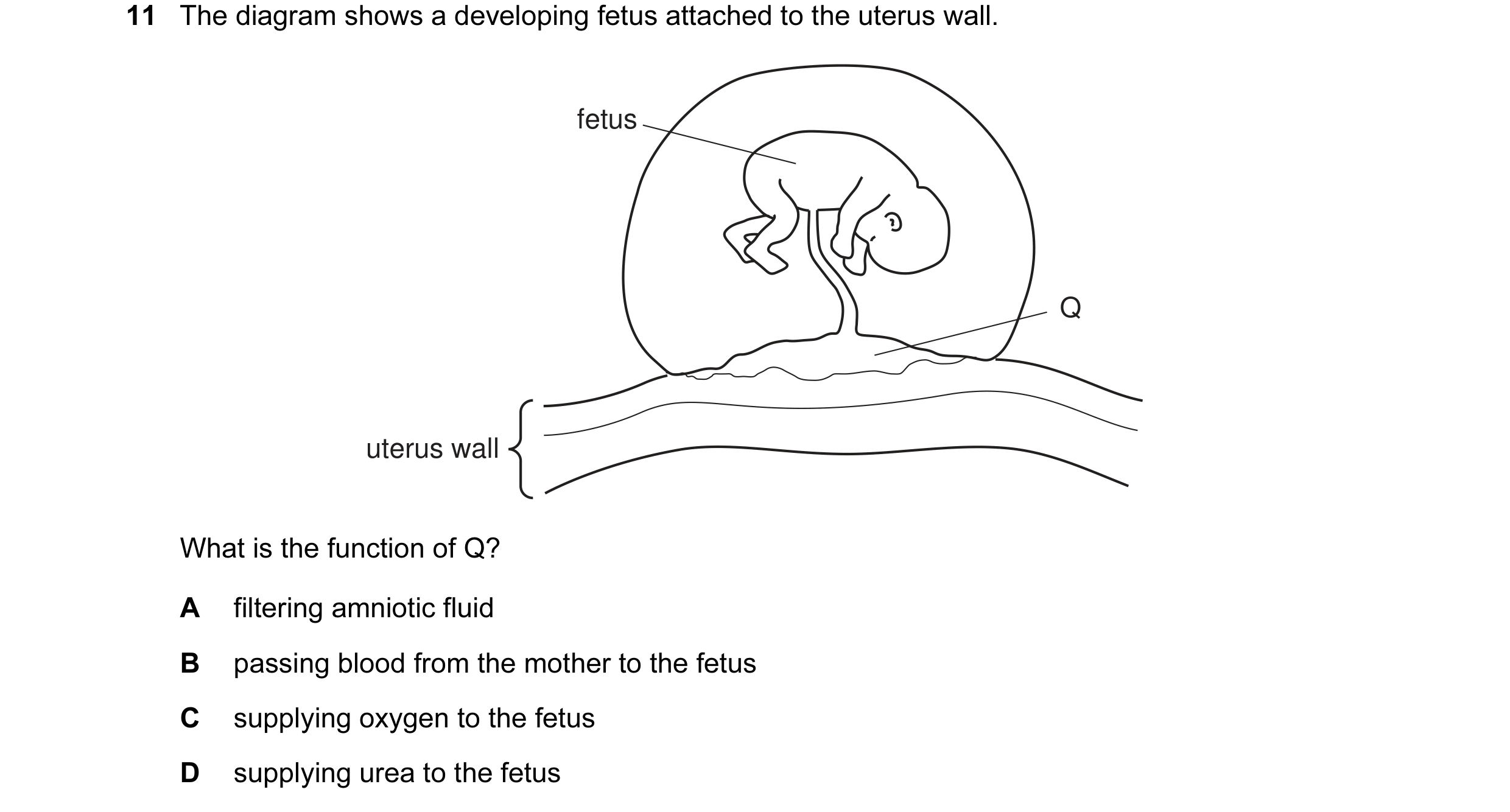 Question 5: The diagram shows a developing fetus attached to the uterus wall. fetus Q uterus wall What is the function of Q? A filtering amniotic fluid…