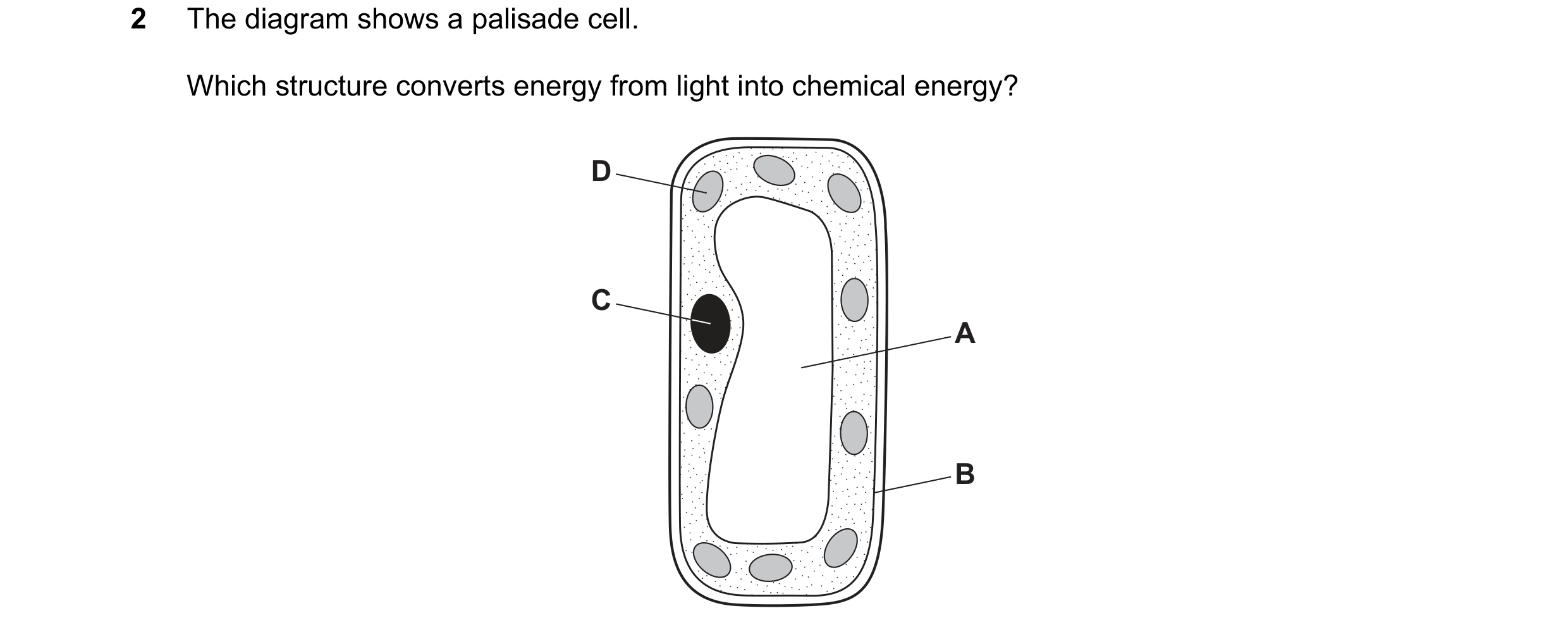 Question 5: The diagram shows a palisade cell. Which structure converts energy from light into chemical energy? D C A B