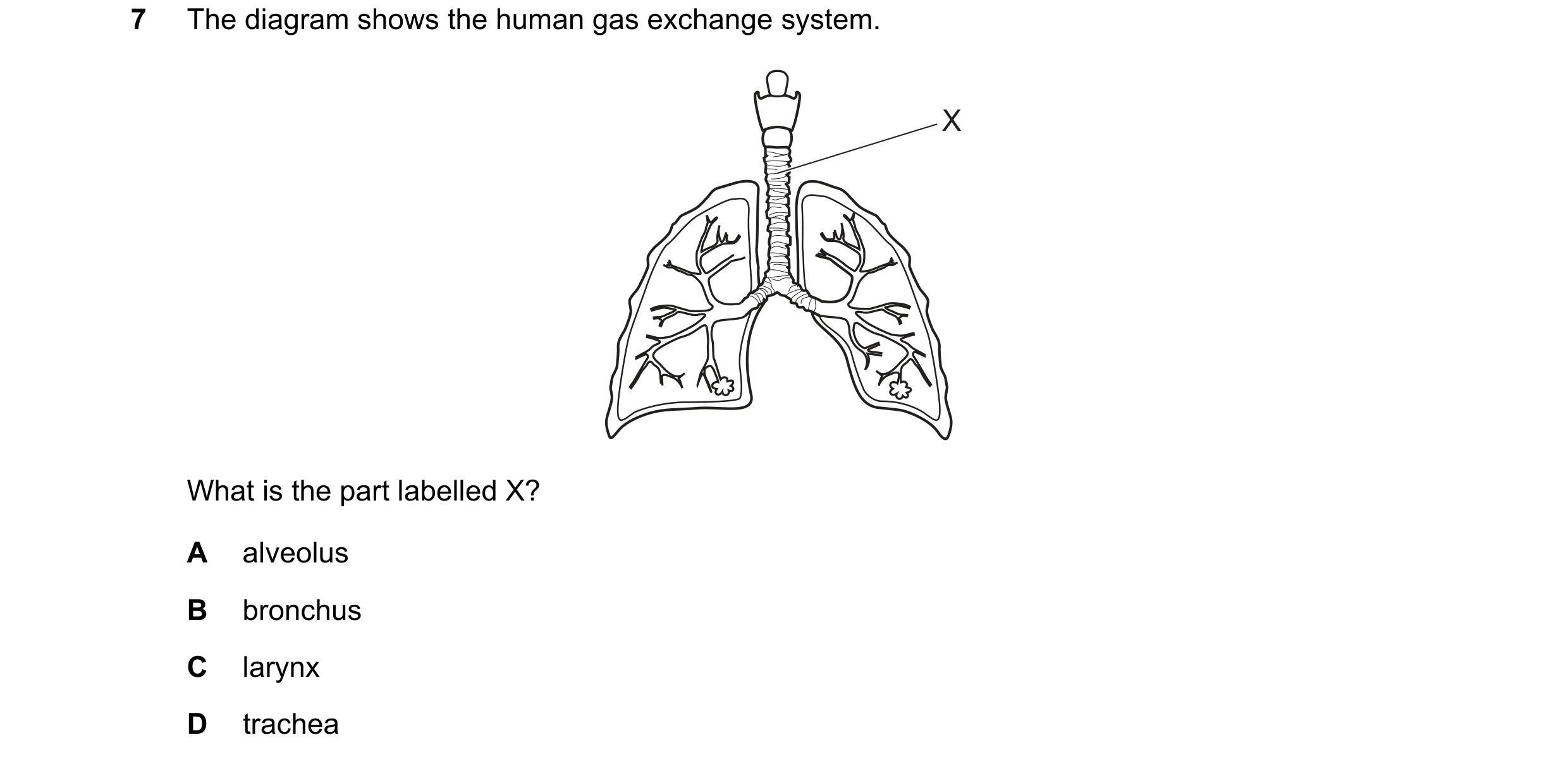 Question 60: The diagram shows the human gas exchange system. X What is the part labelled X? A alveolus B bronchus C larynx D trachea