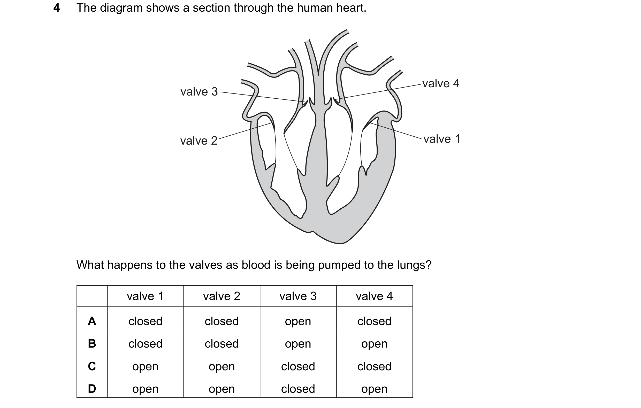 Question 7: The diagram shows a section through the human heart. valve 4 valve 3 valve 2 valve 1 What happens to the valves as blood is being pumped to…