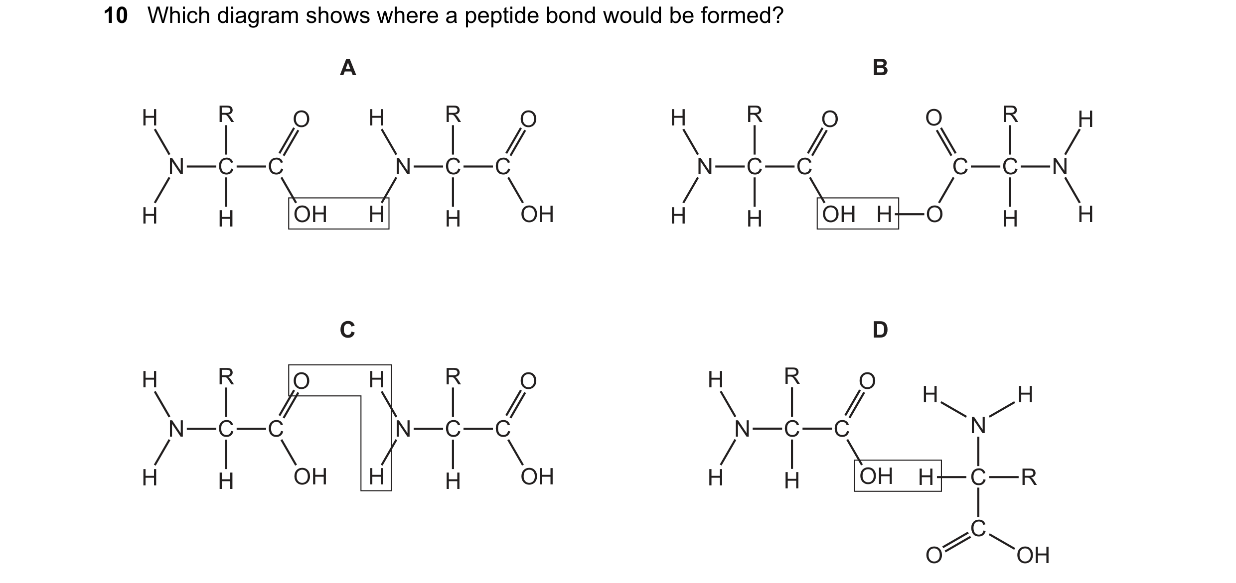 Question 143: Which diagram shows where a peptide bond would be formed? A B H R O H R O H R O O R H N C C N C C N C C C C N H H OH H H OH H H OH H O H H …