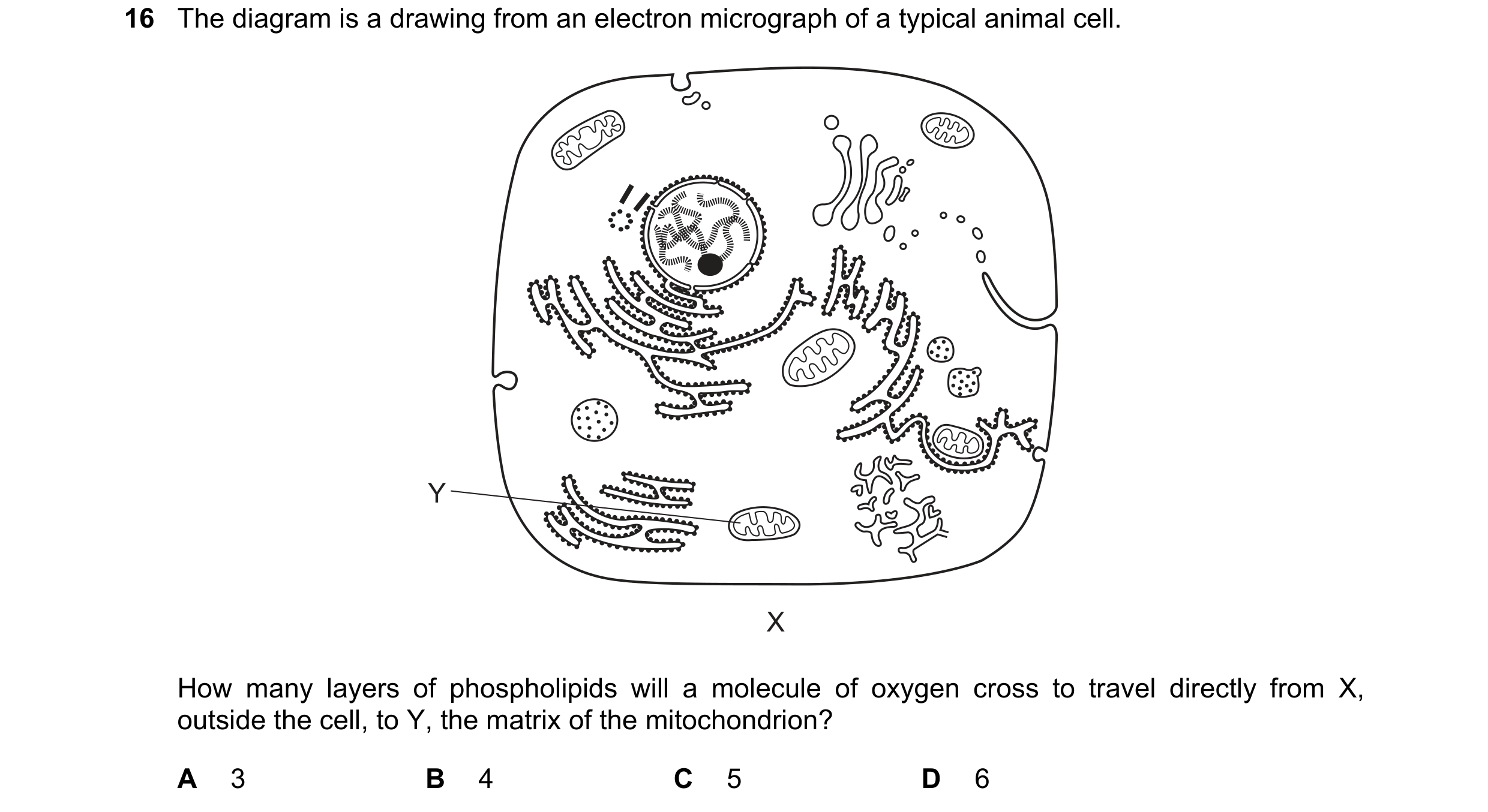 Question 85: The diagram is a drawing from an electron micrograph of a typical animal cell. Y X How many layers of phospholipids will a molecule of oxyg…