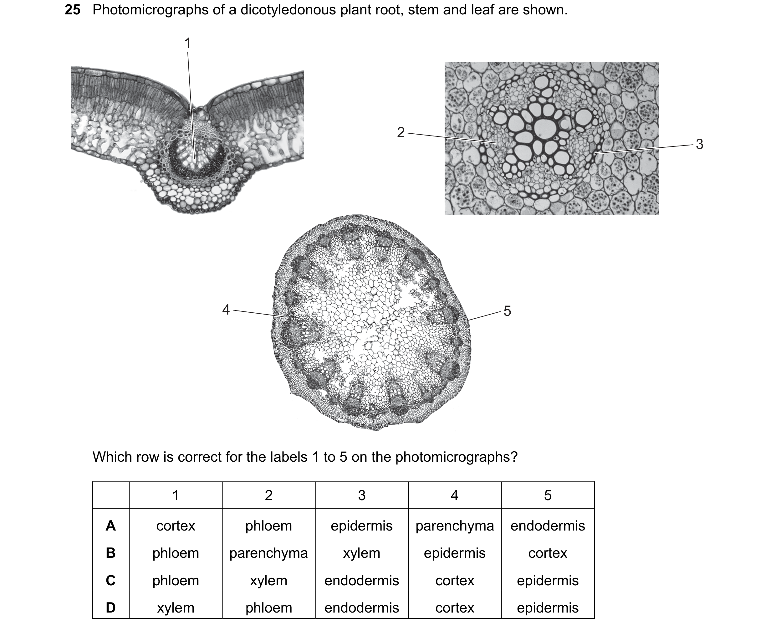 Question 58: Photomicrographs of a dicotyledonous plant root, stem and leaf are shown. 1 2 3 4 5 Which row is correct for the labels 1 to 5 on the photo…