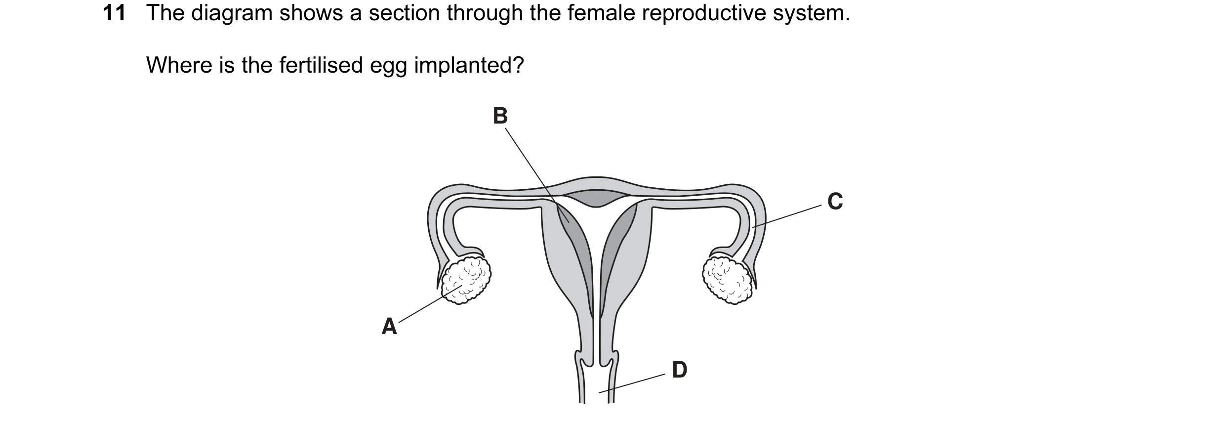 Question 30: The diagram shows a section through the female reproductive system. Where is the fertilised egg implanted? B C A D