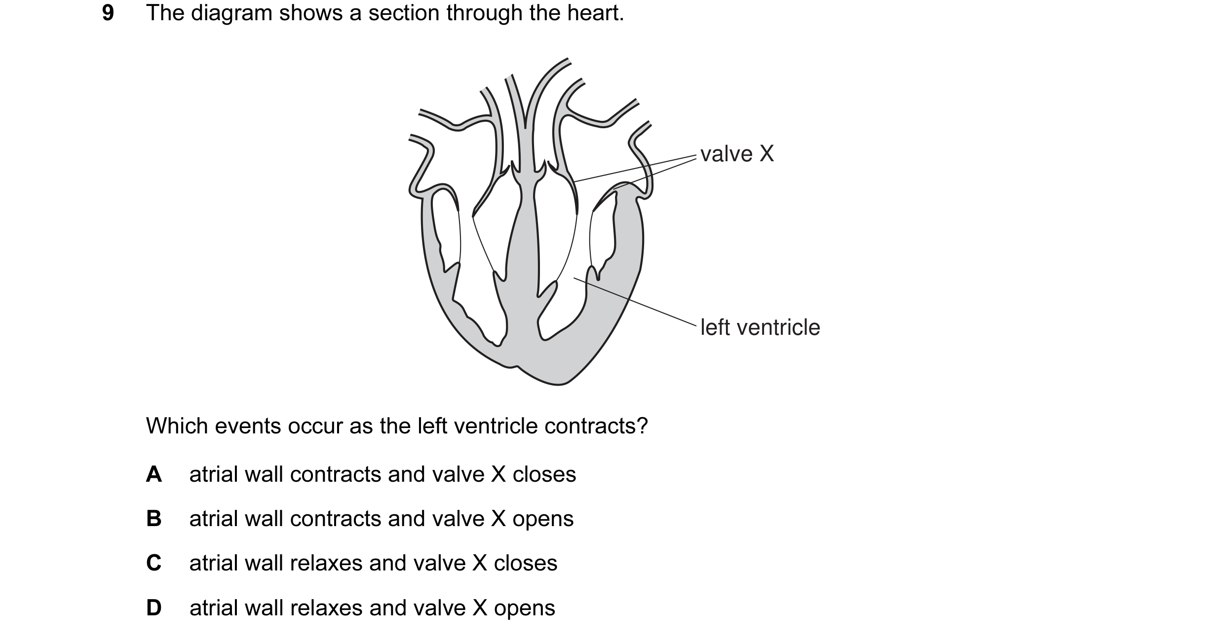 Question 21: The diagram shows a section through the heart. valve X left ventricle Which events occur as the left ventricle contracts? A atrial wall con…