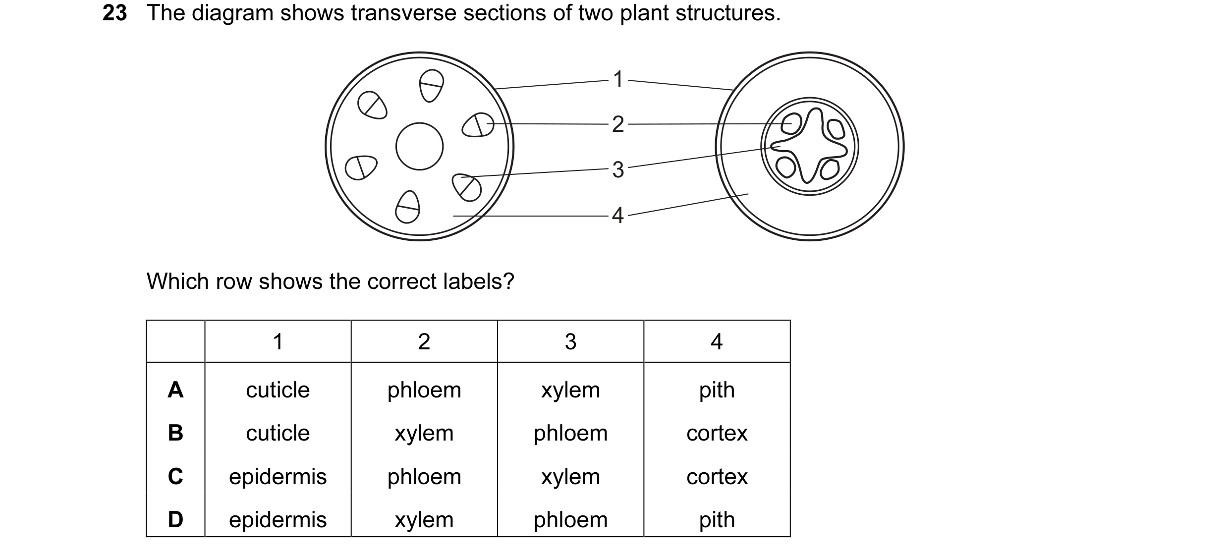 Question 37: The diagram shows transverse sections of two plant structures. 1 2 3 4 Which row shows the correct labels? 1 2 3 4 A cuticle phloem xylem p…